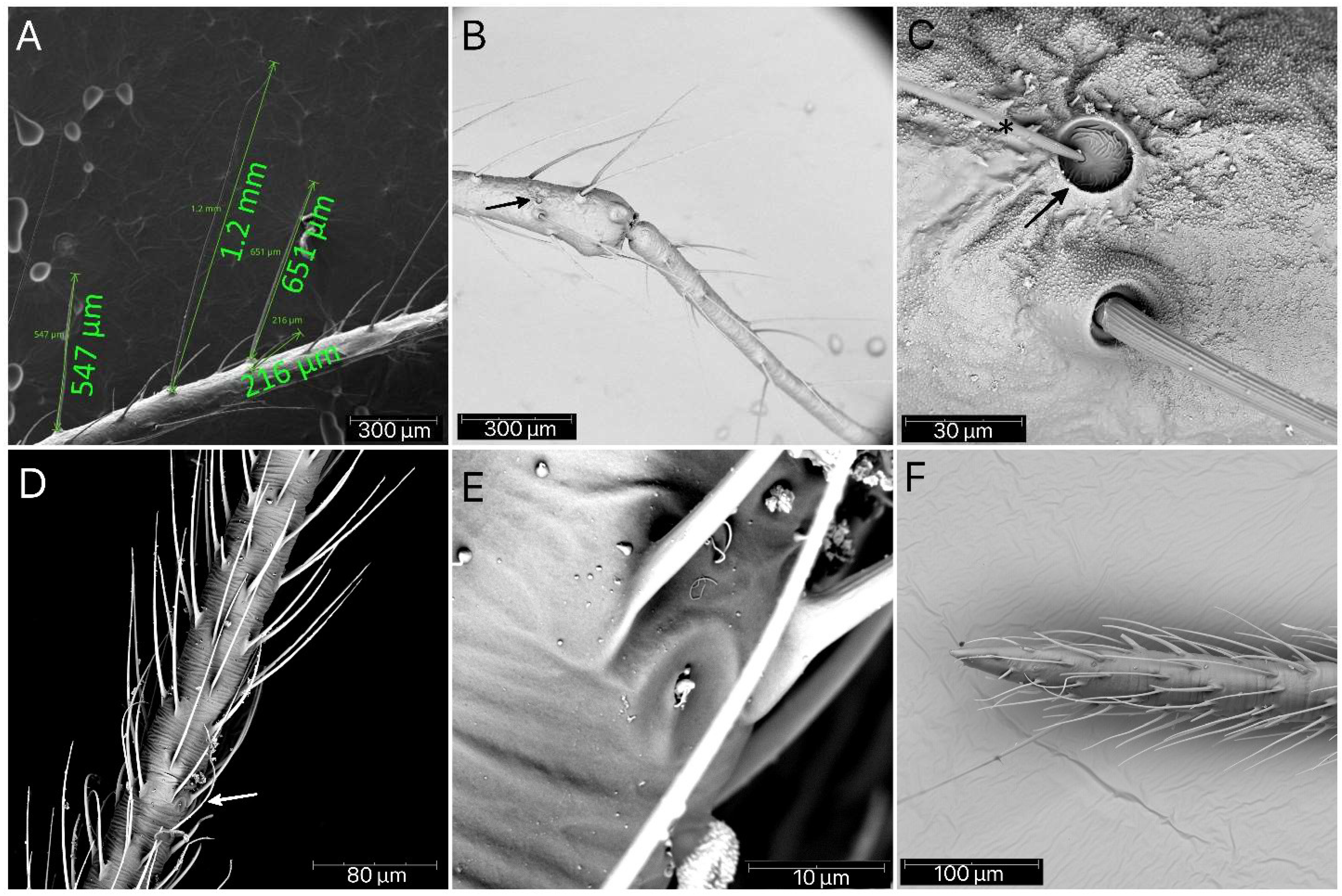 Insects 13 01014 g018