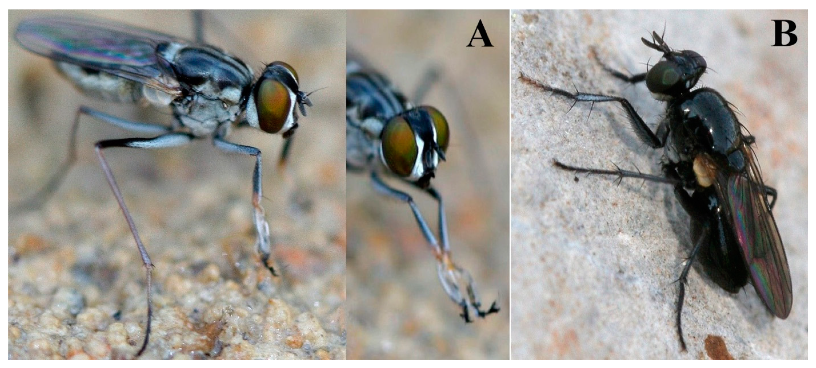 Insects 13 01015 g003