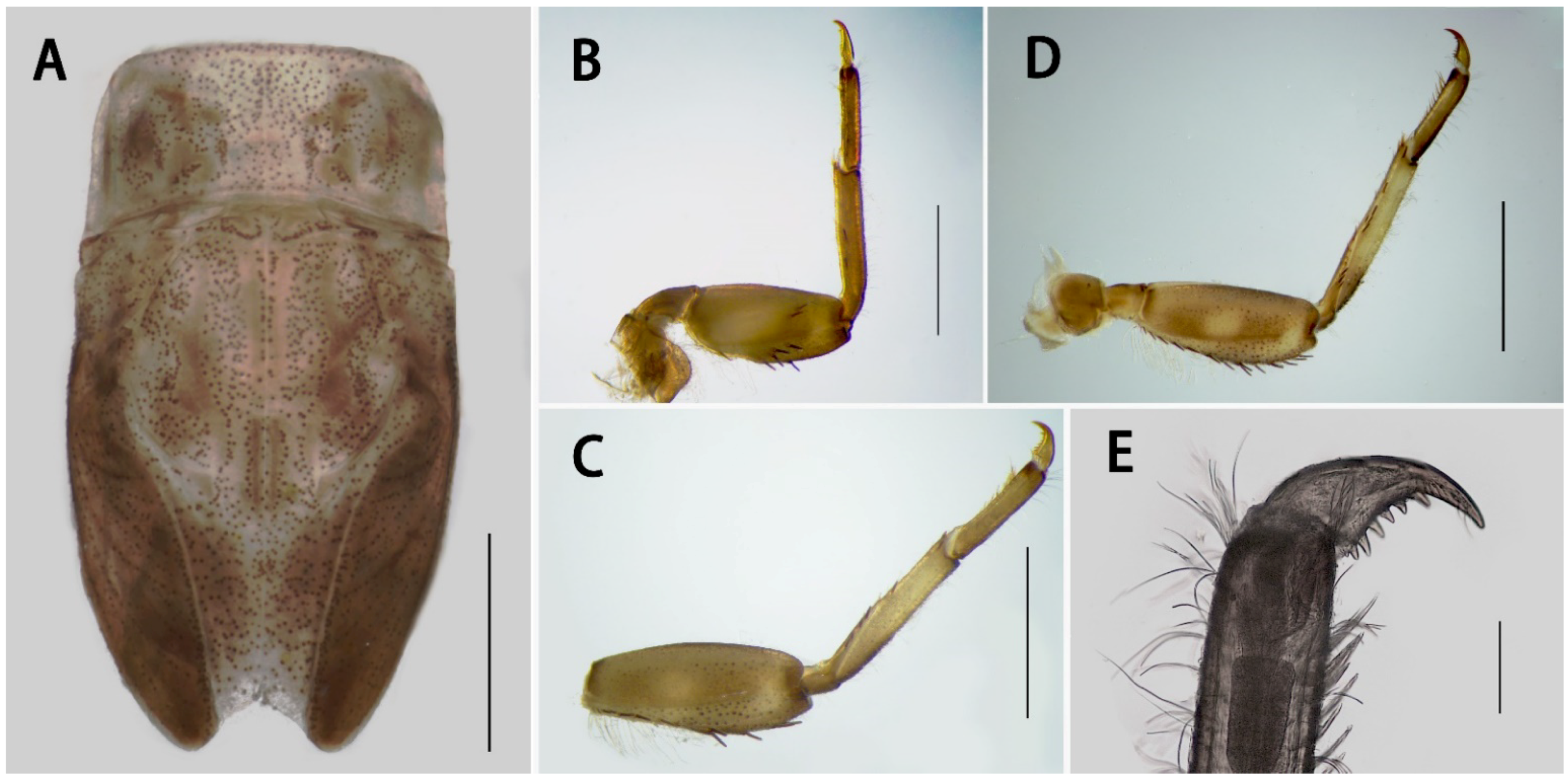 Insects 13 01019 g003