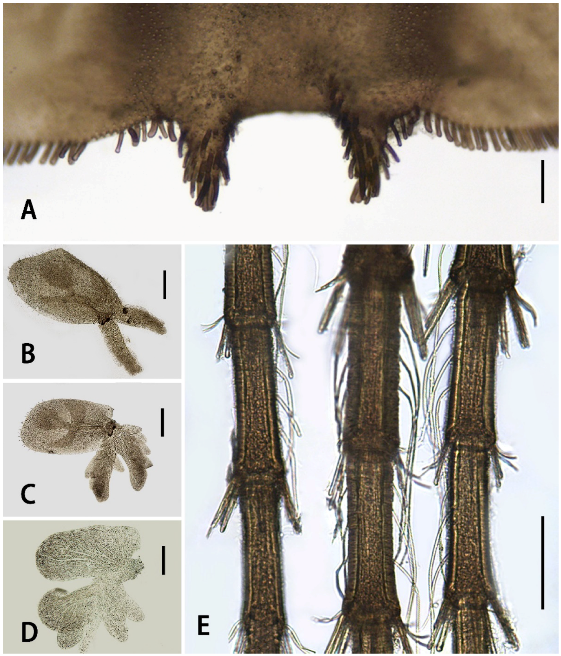 Insects 13 01019 g004