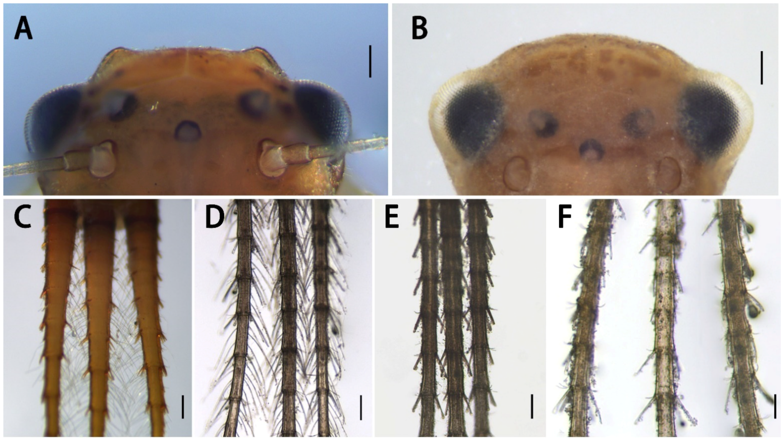 Insects 13 01019 g009