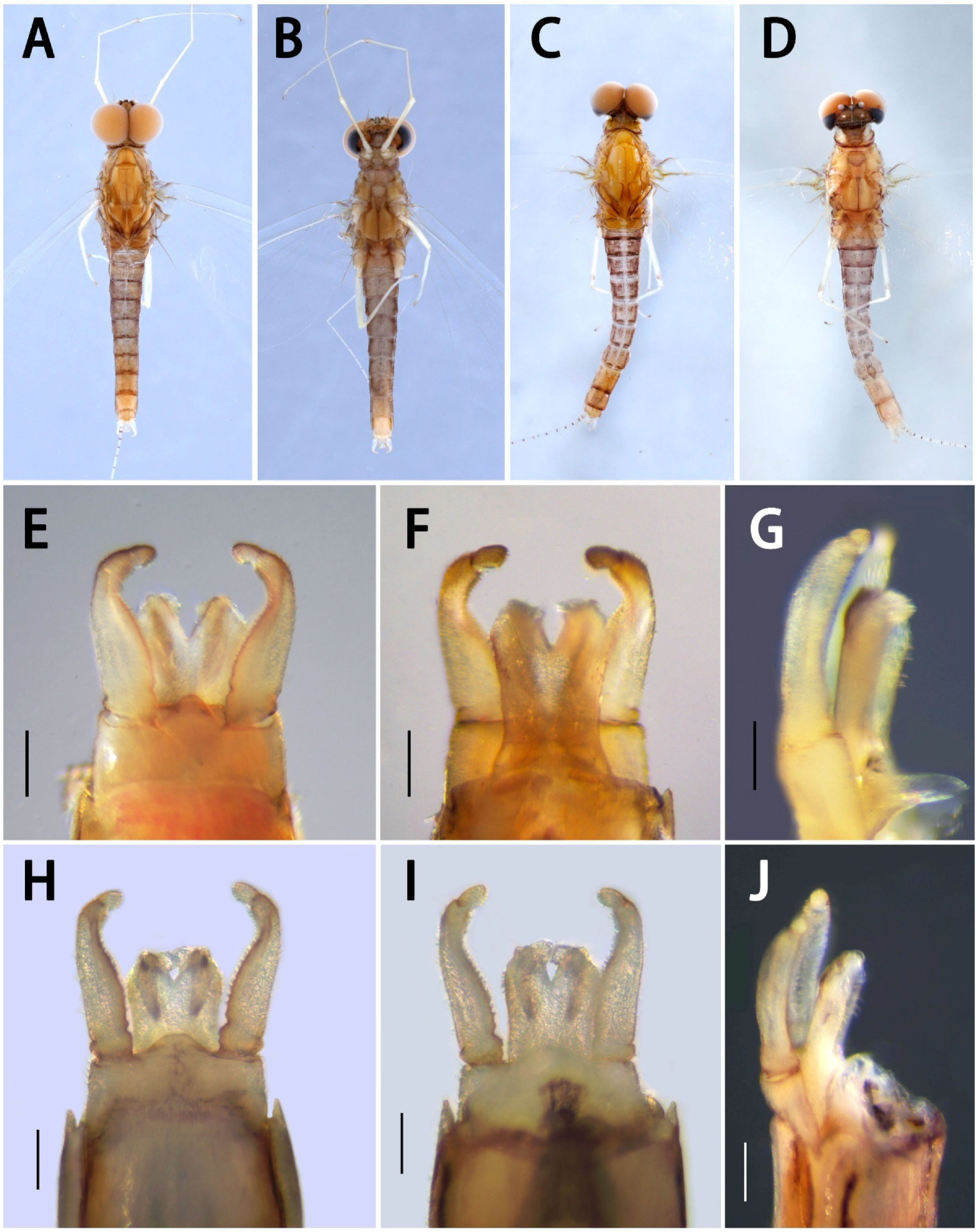 Insects 13 01019 g010