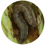 Insects 13 01020 i011