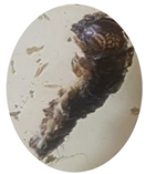 Insects 13 01020 i013