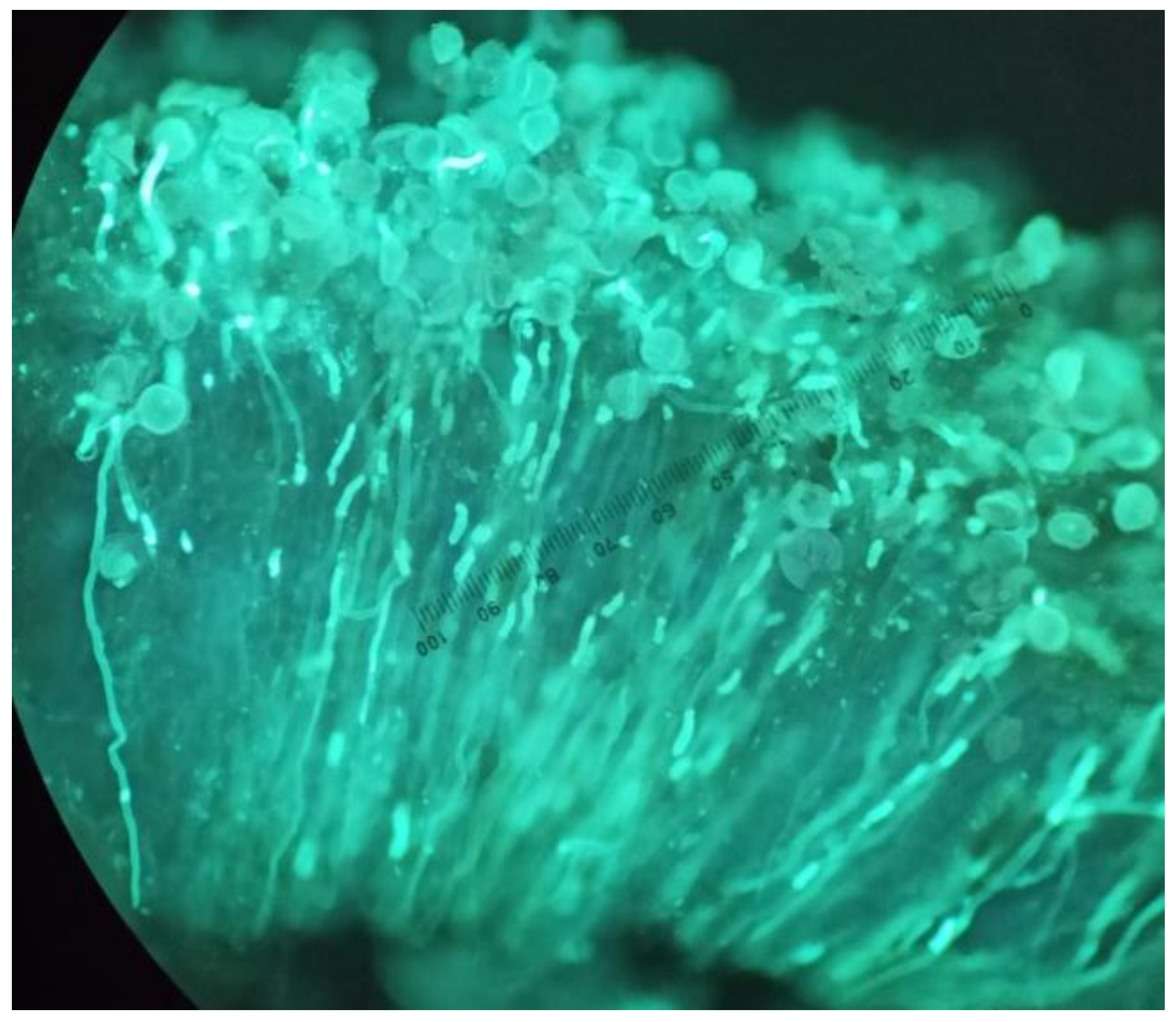 Insects 13 01021 g001