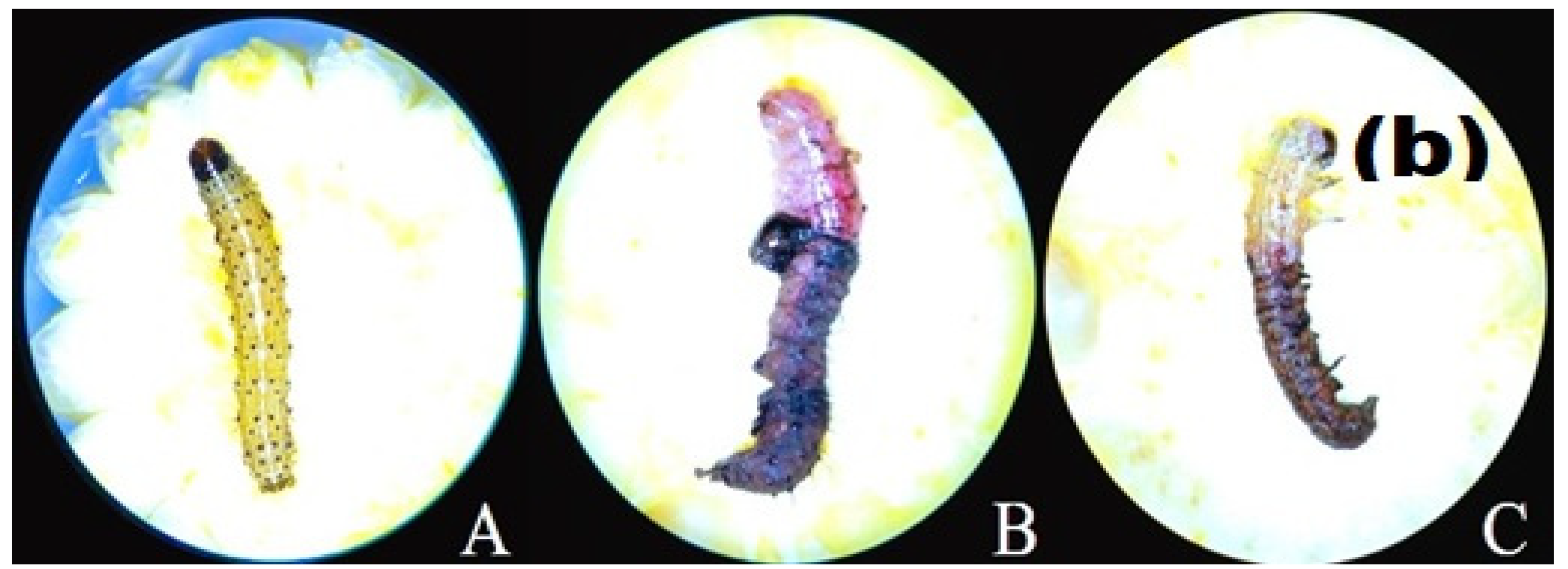 Insects 13 01030 g003b