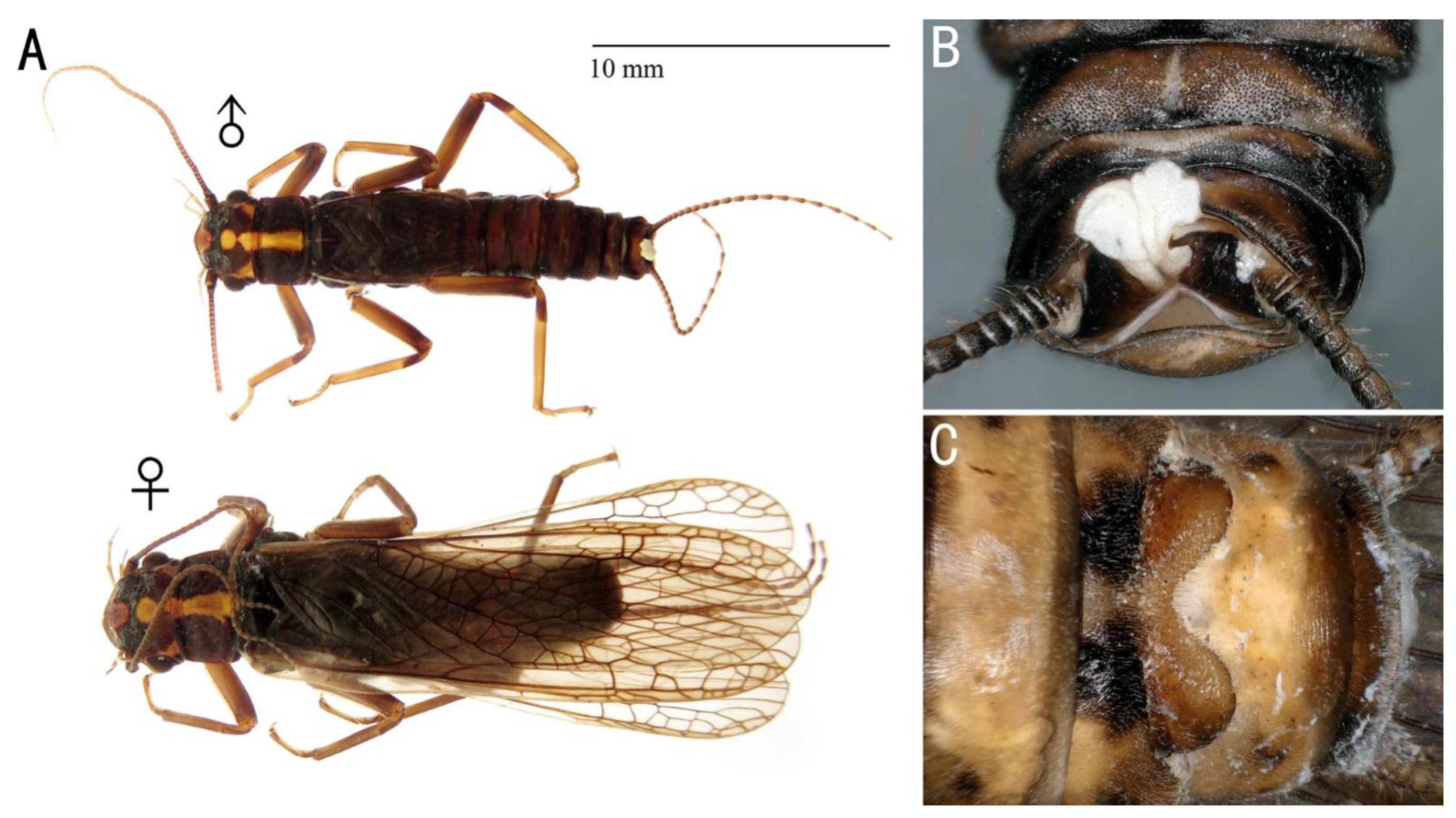 Insects 13 01044 g003