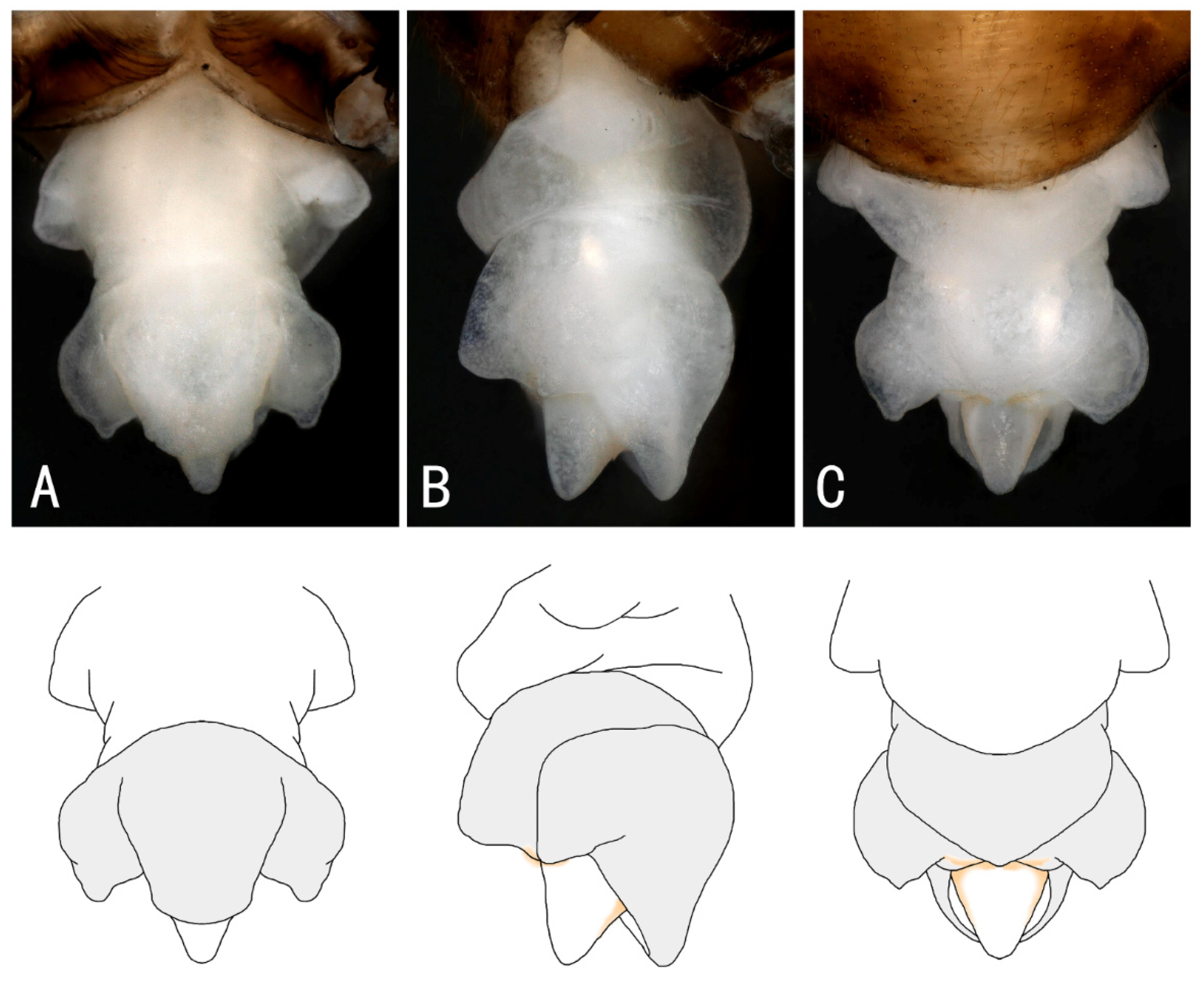 Insects 13 01044 g004