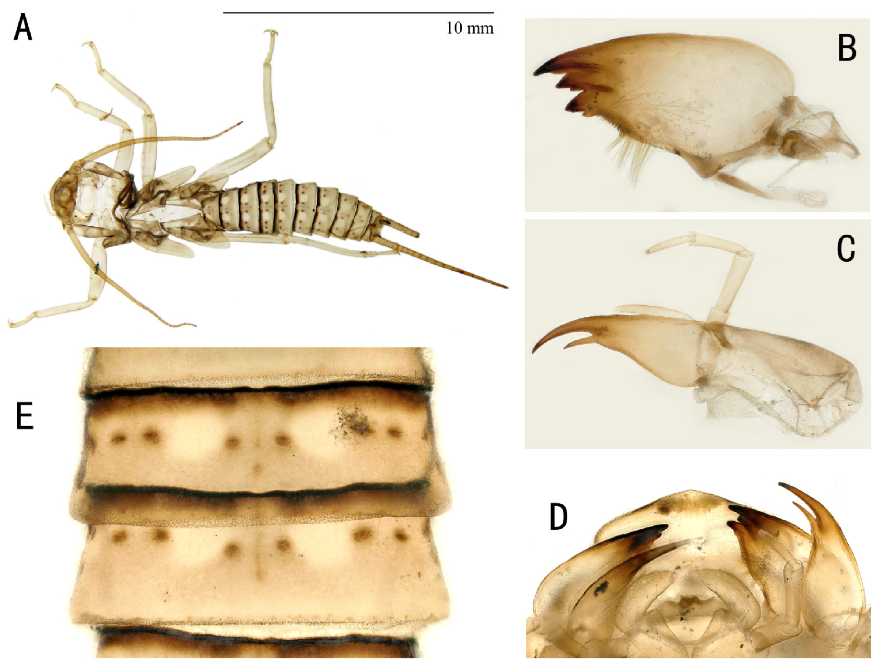 Insects 13 01044 g005