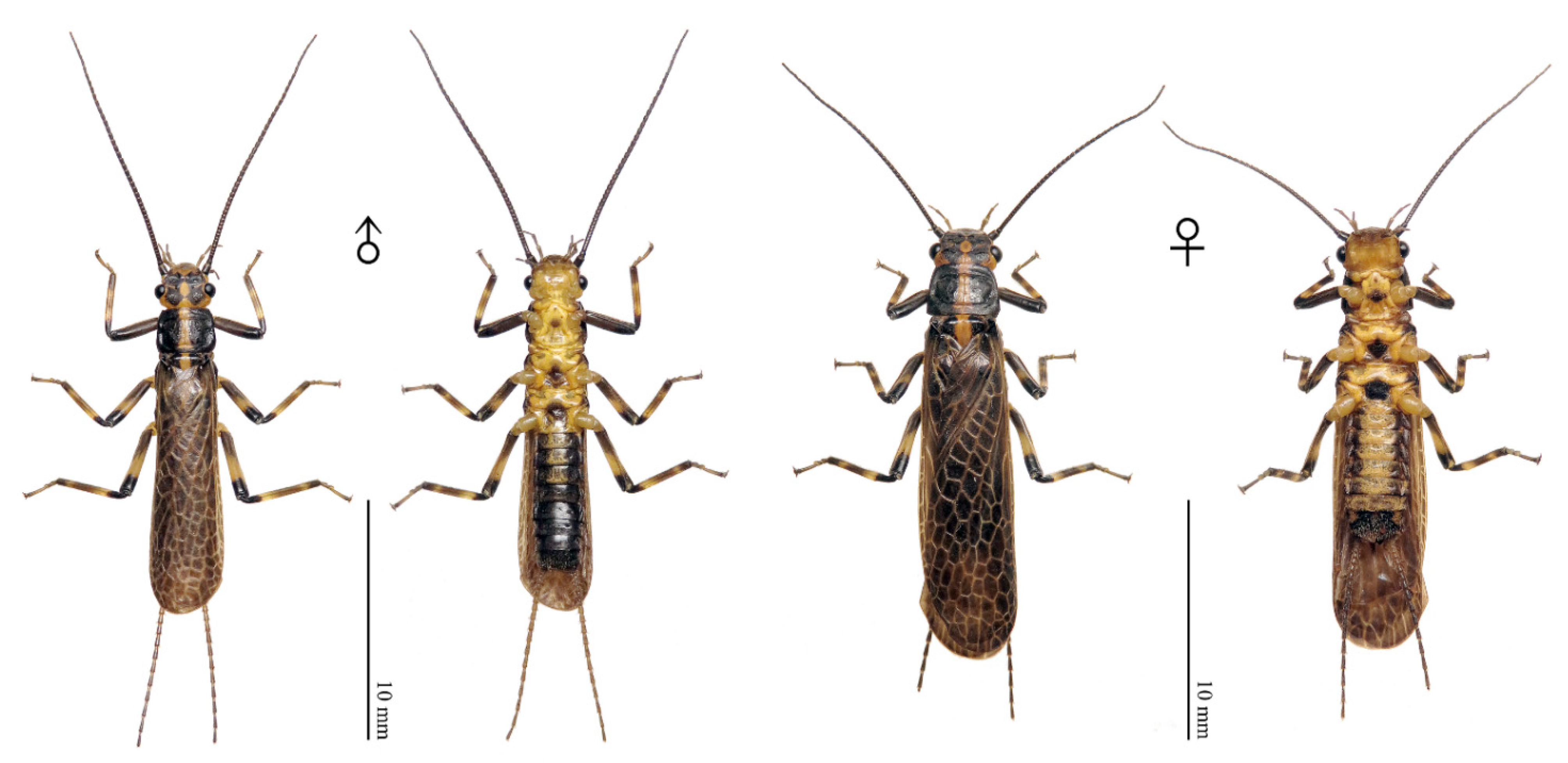 Insects 13 01044 g008