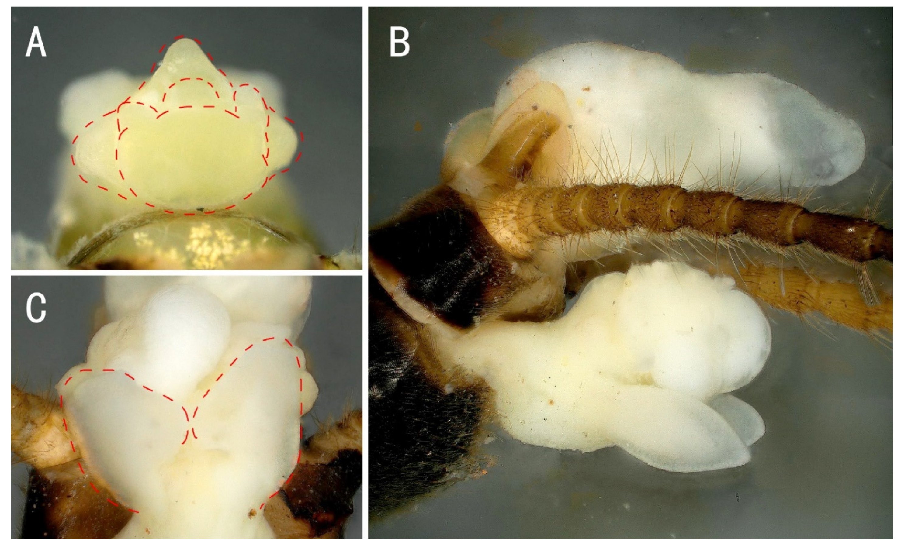 Insects 13 01044 g010