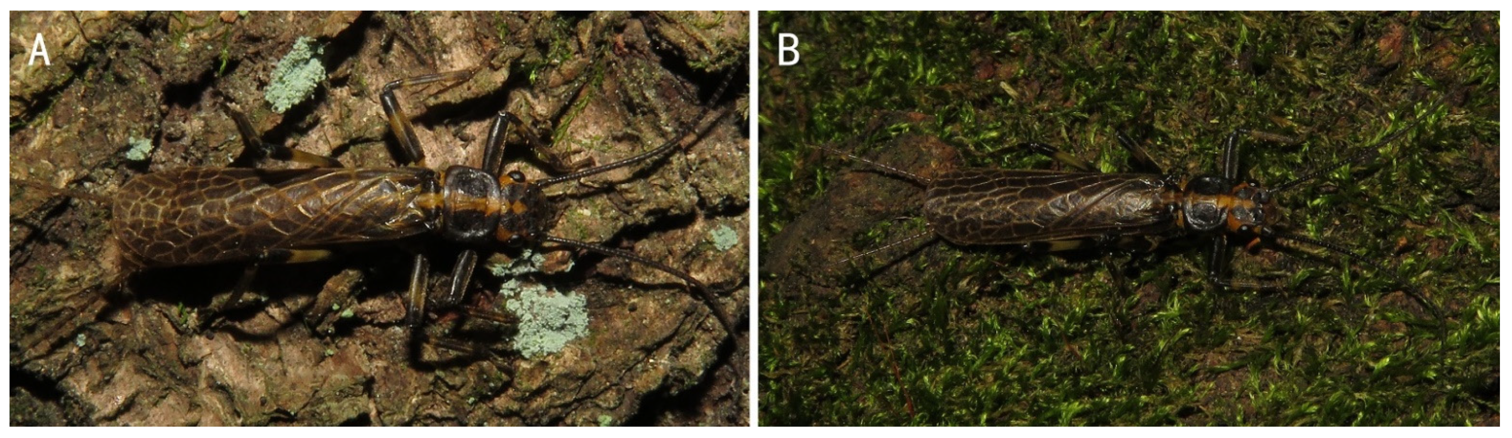 Insects 13 01044 g013