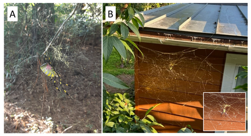 Insects 13 01049 g001