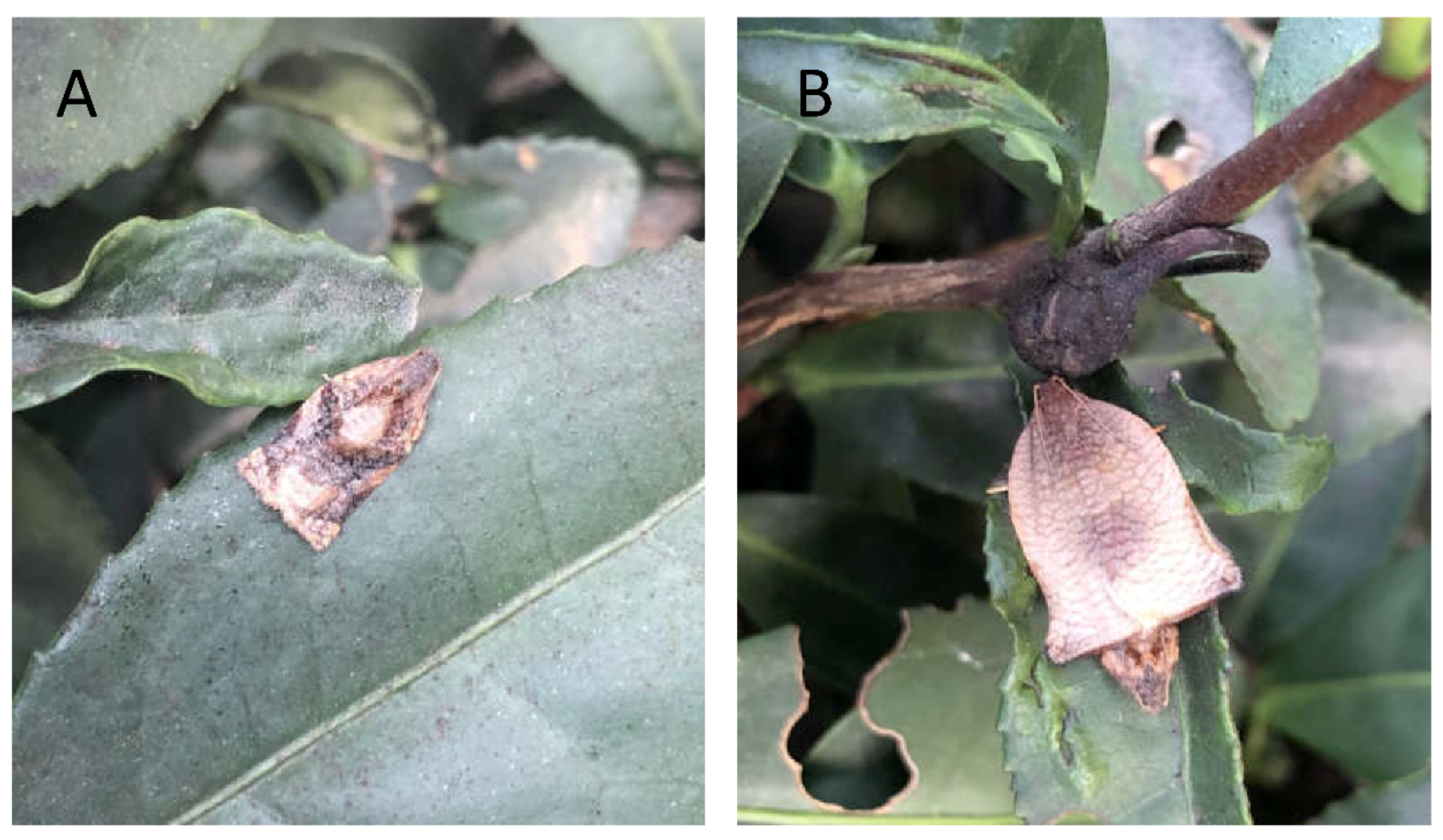 Insects 13 01056 g001