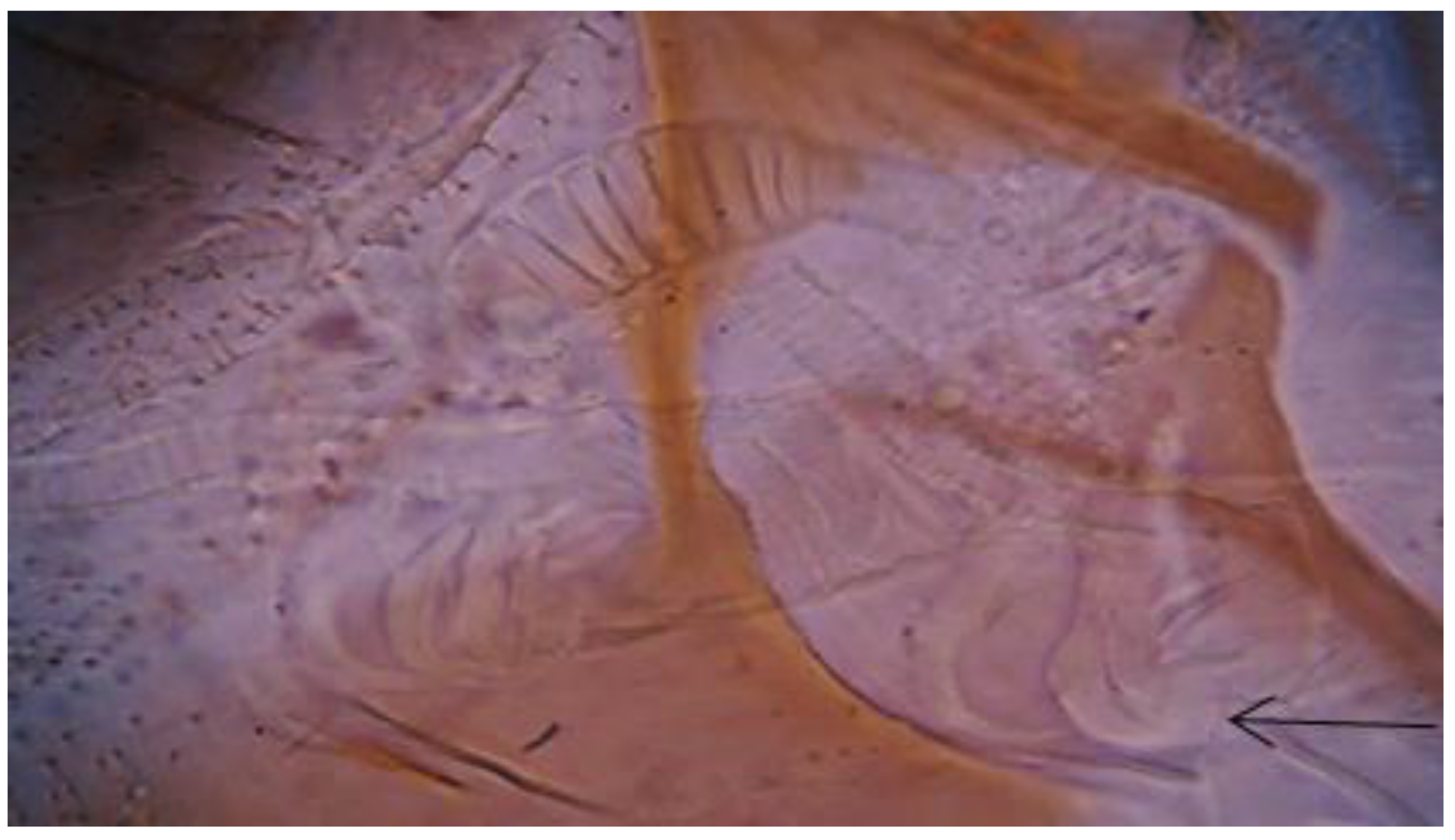 Insects 13 01057 g003 Insects 13 01057 g003