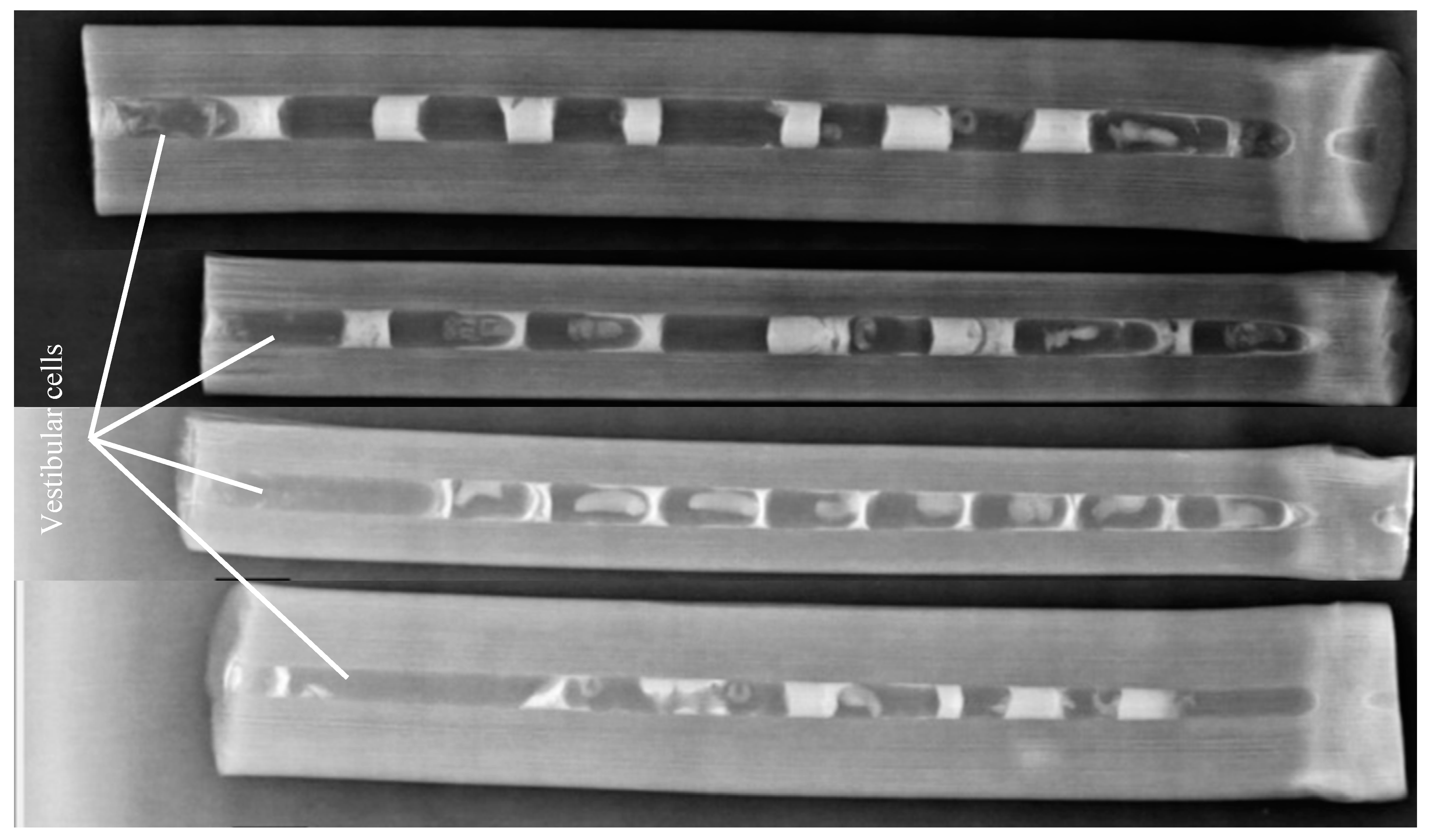 Insects 13 01058 g001