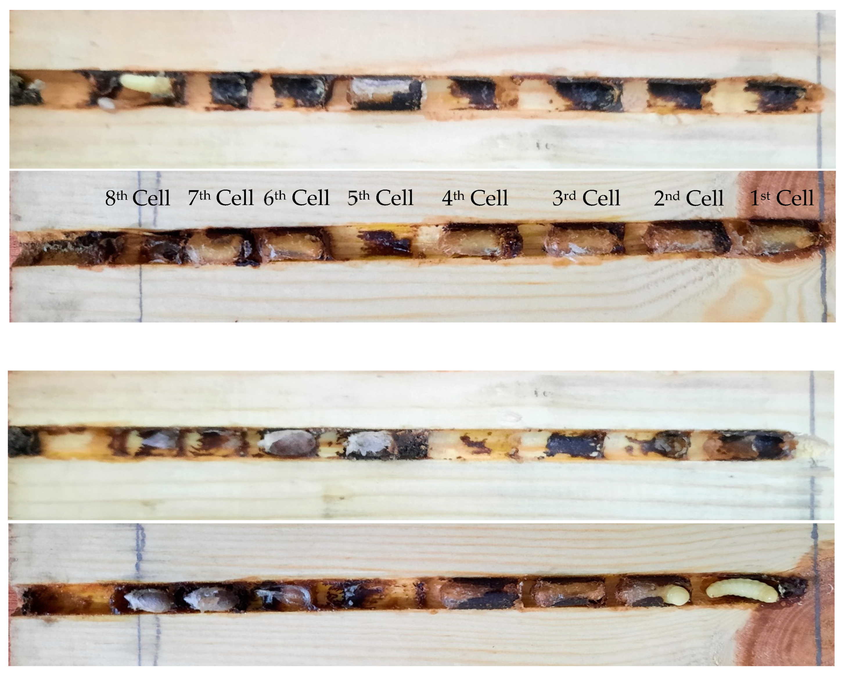 Insects 13 01058 g005