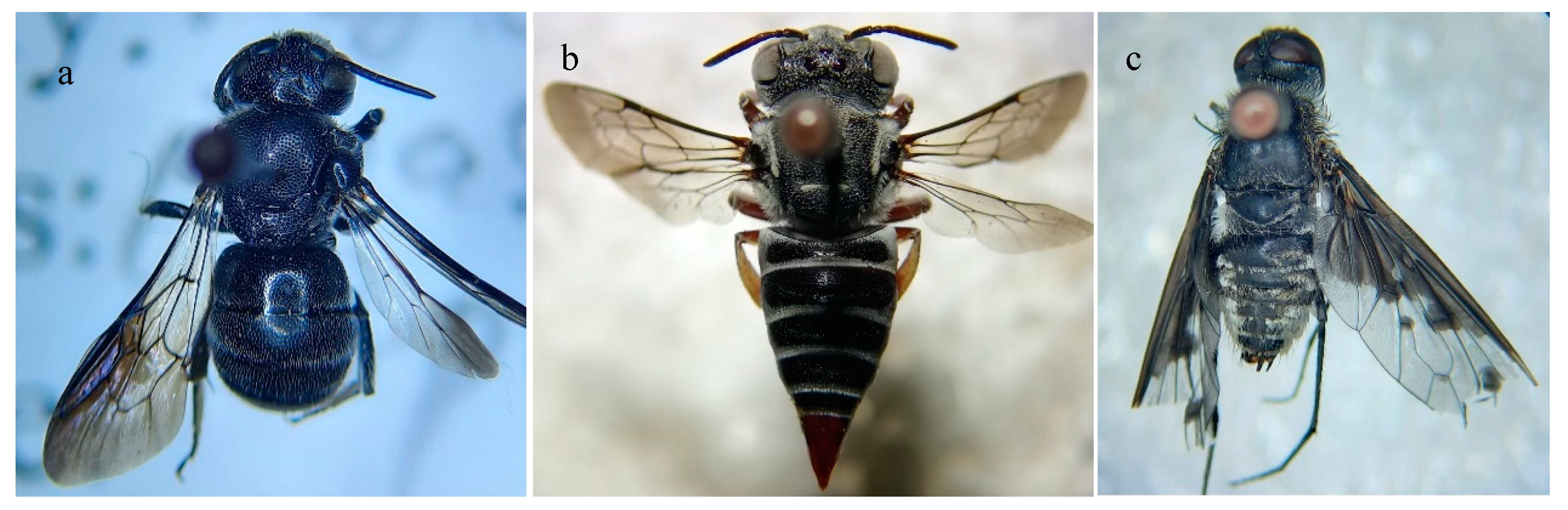 Insects 13 01058 g006