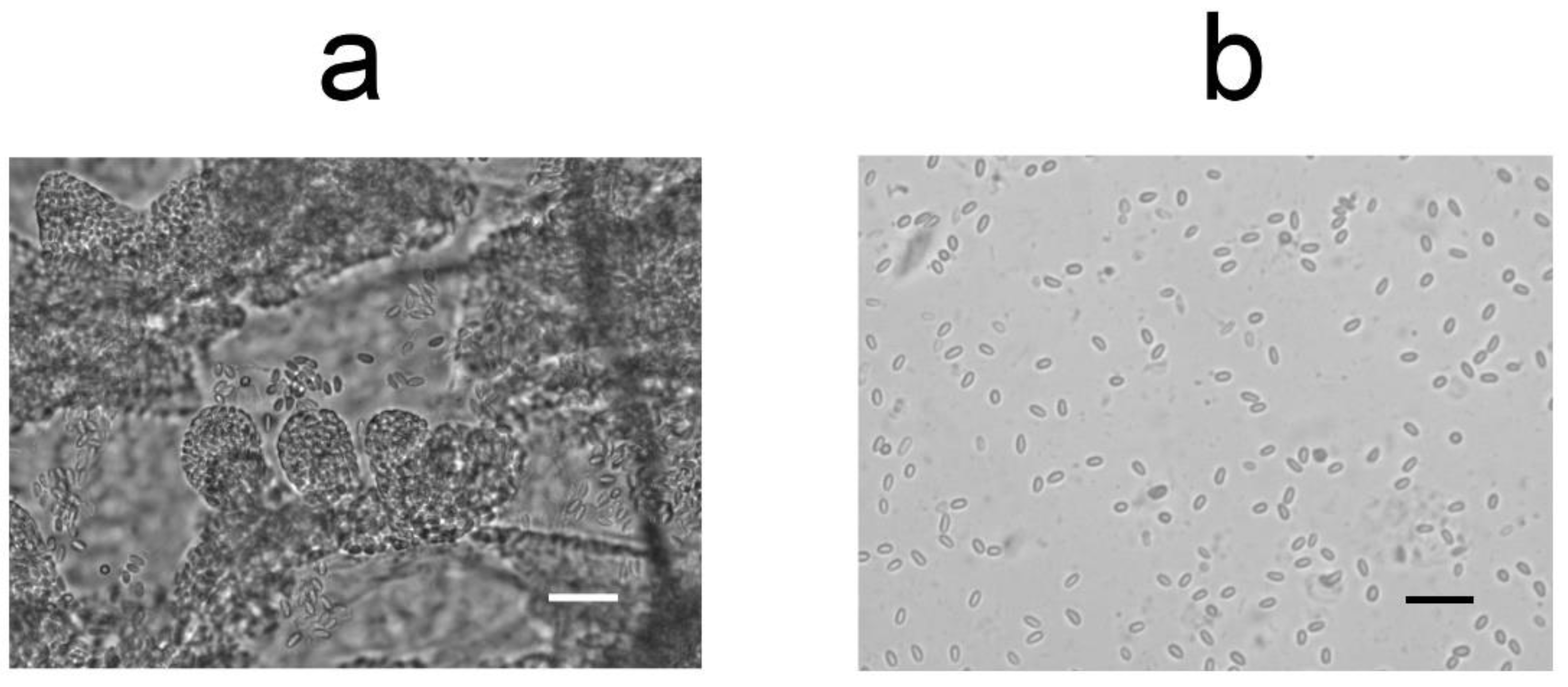 Insects 13 01092 g007 Insects 13 01092 g007