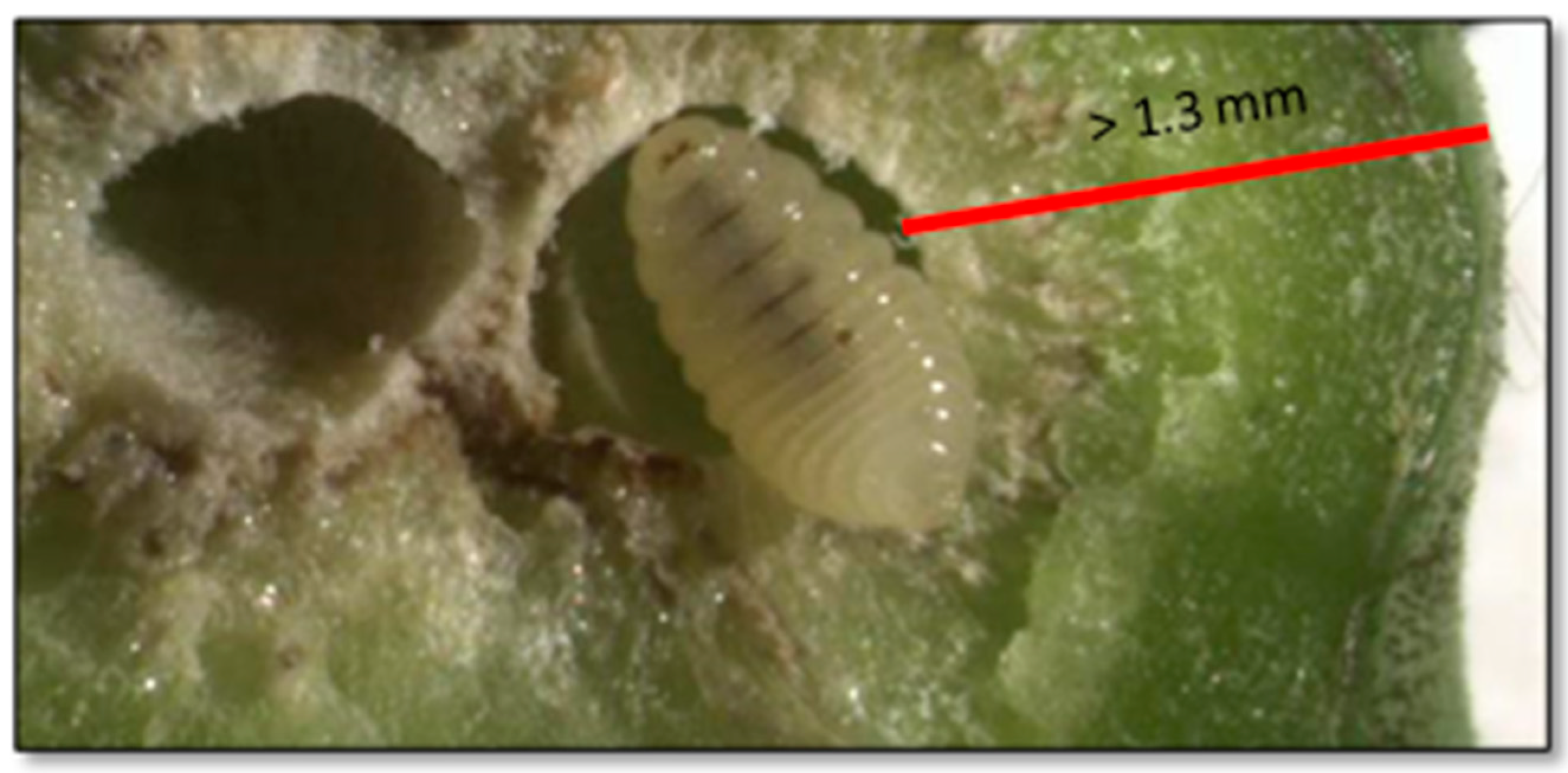 Insects 13 01095 g001