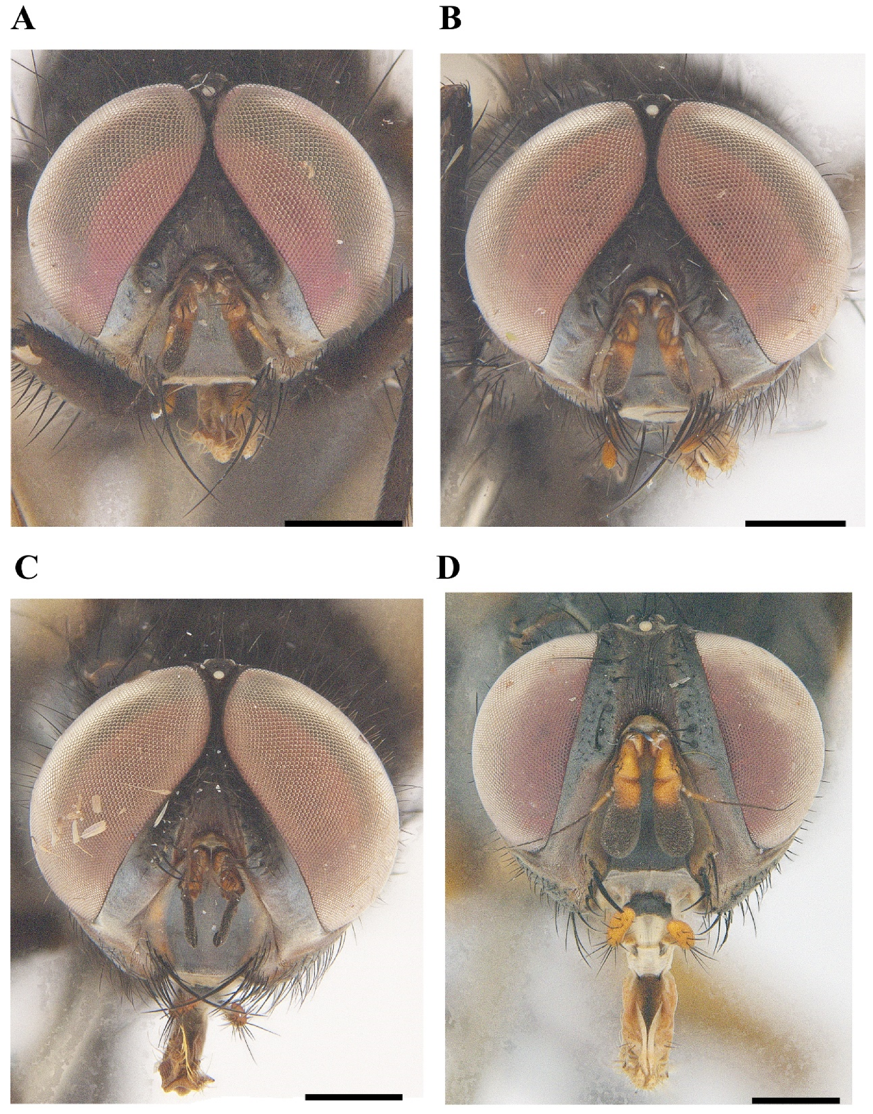 Insects 13 01096 g001