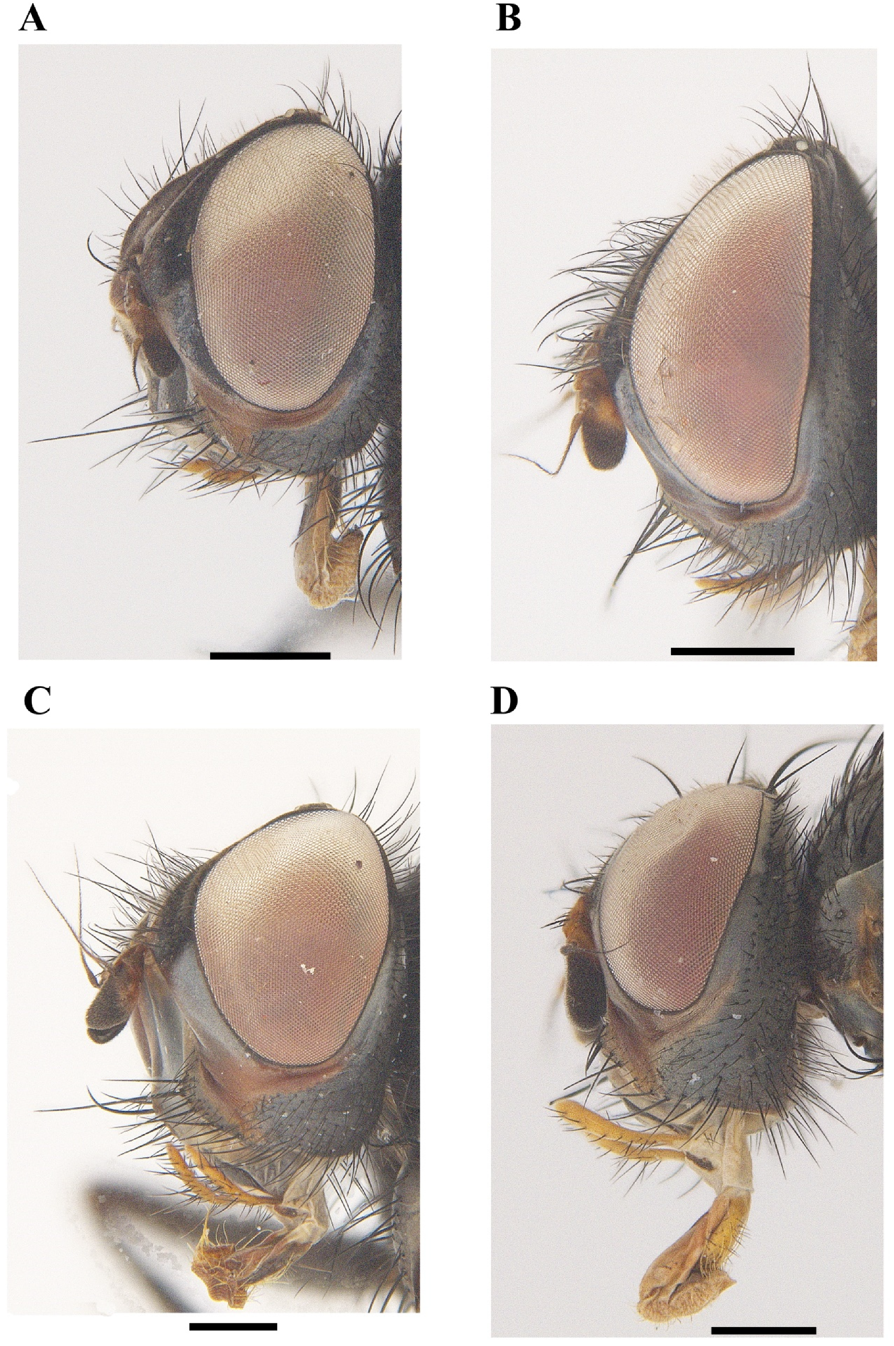 Insects 13 01096 g002