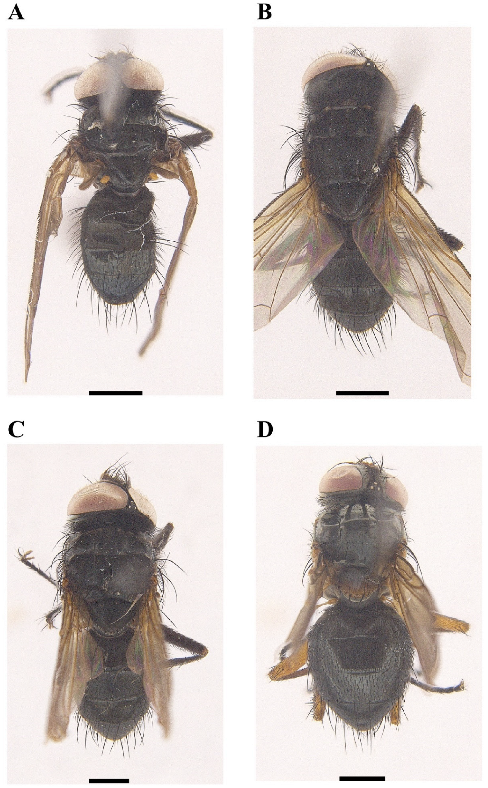 Insects 13 01096 g003