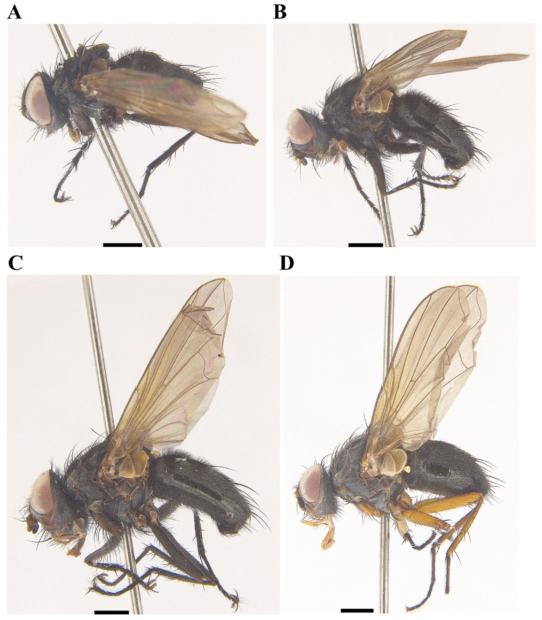 Insects 13 01096 g004