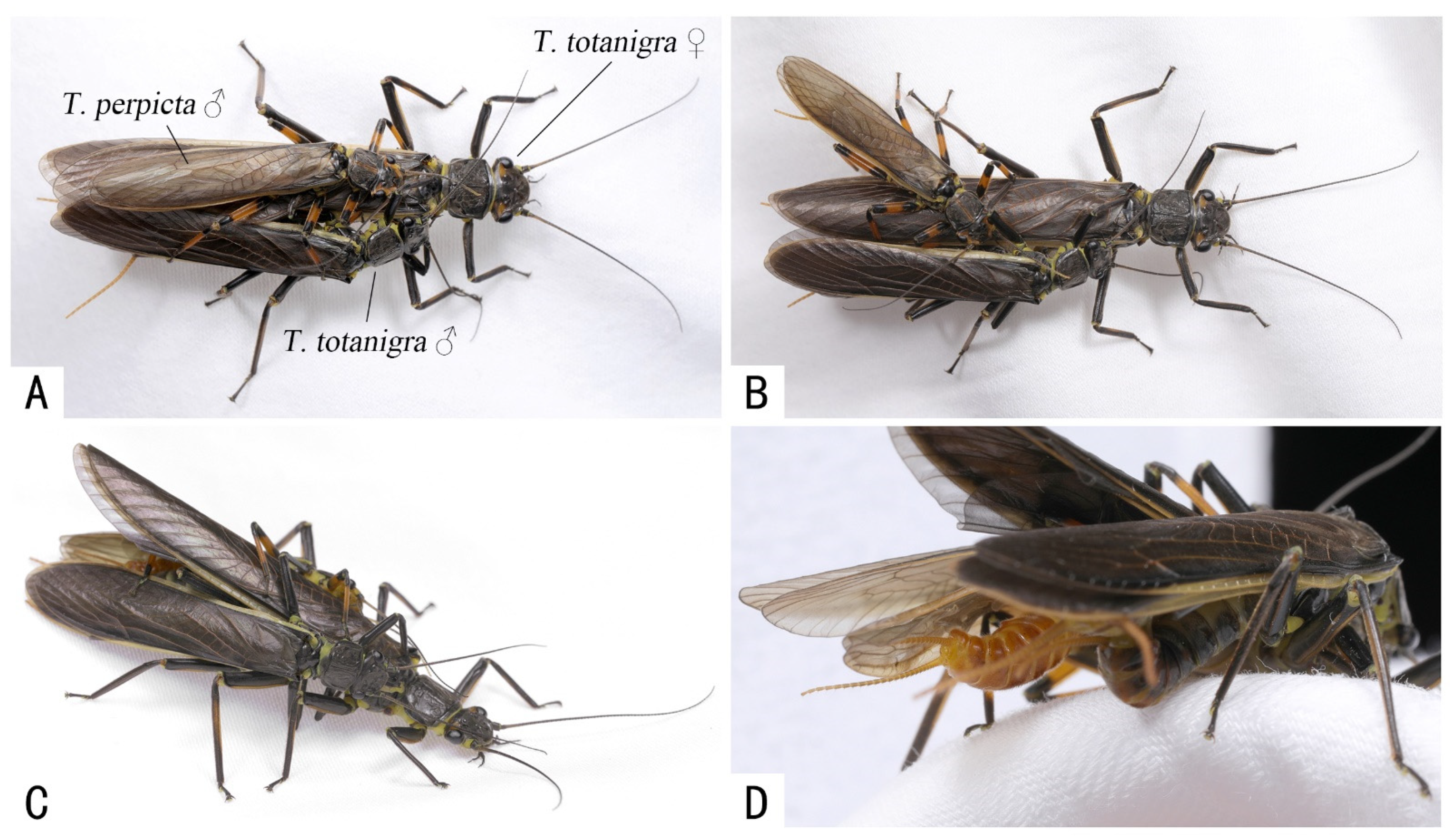 Insects 13 01102 g003