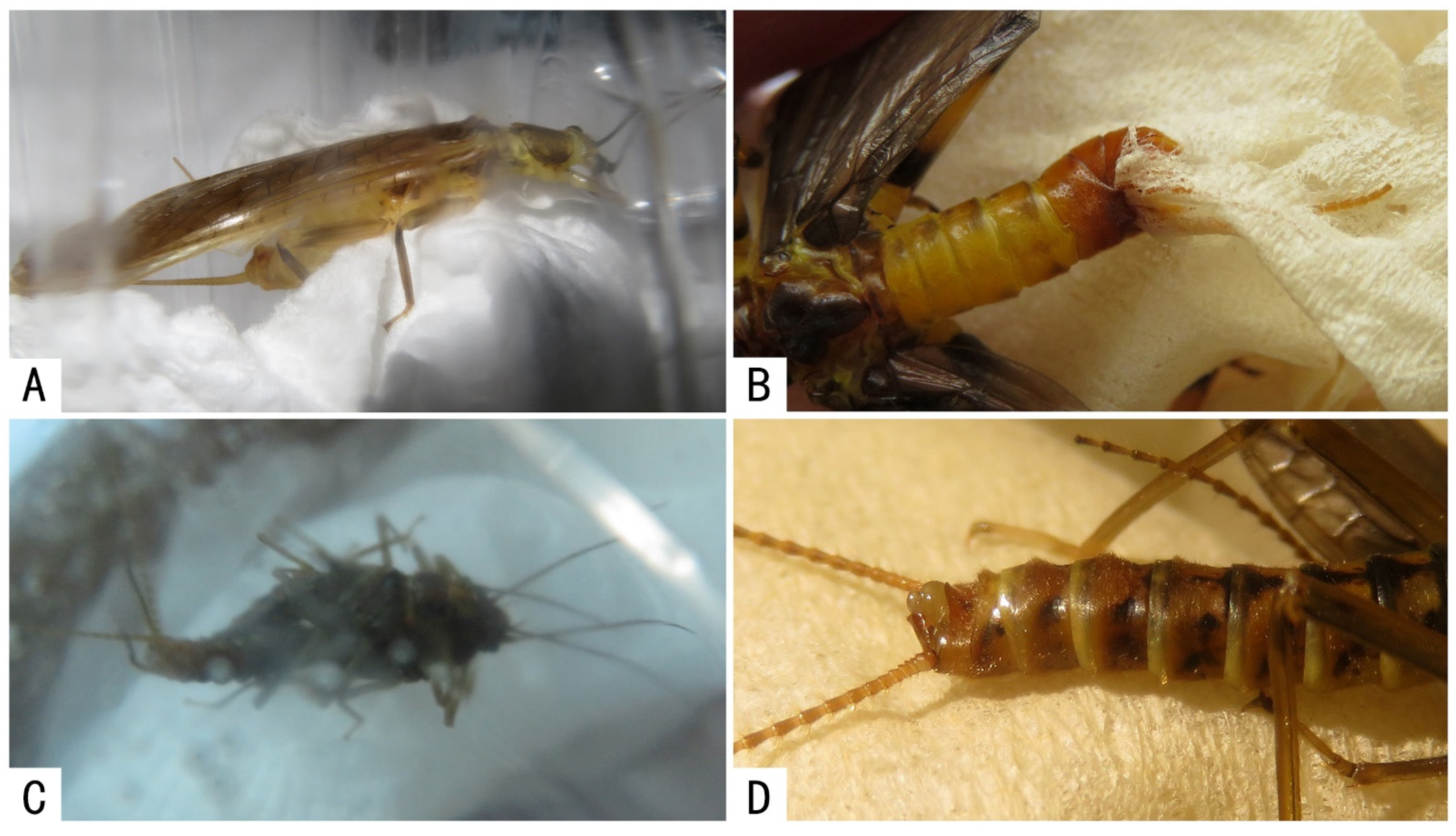 Insects 13 01102 g004