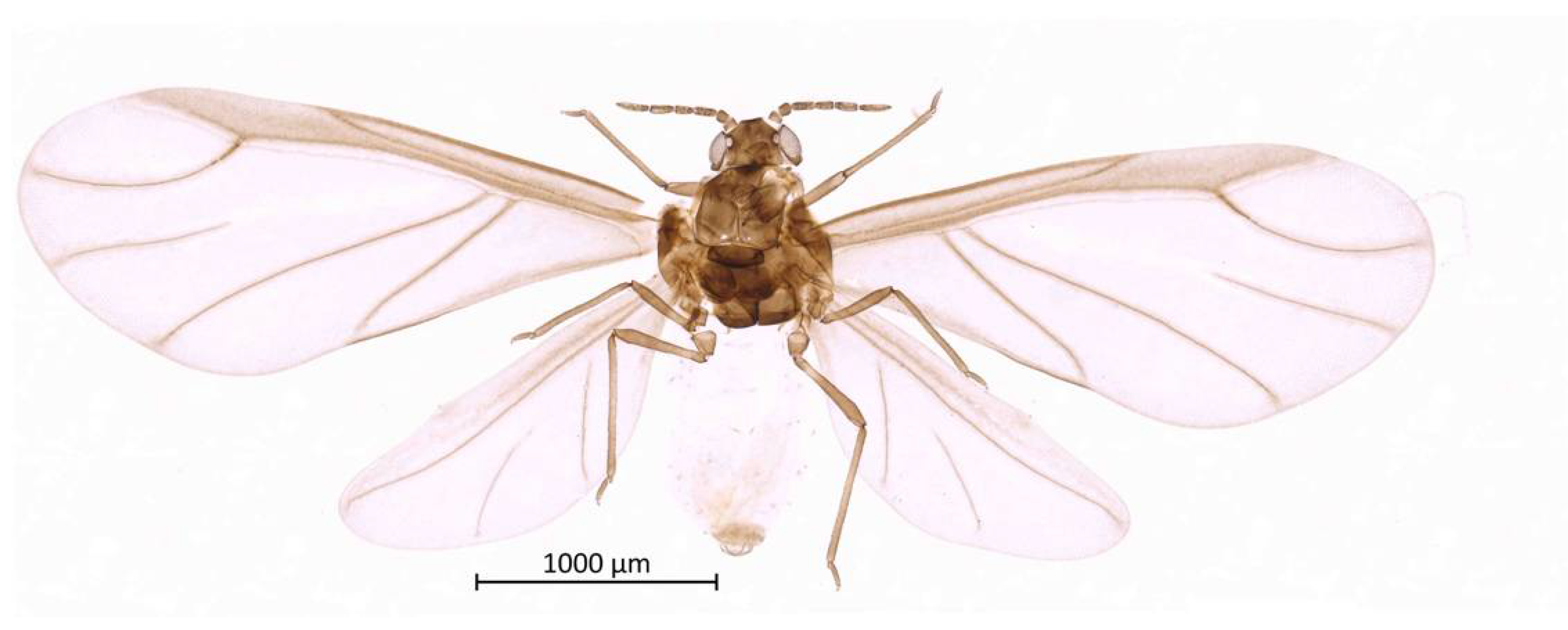 Insects 13 01104 g002