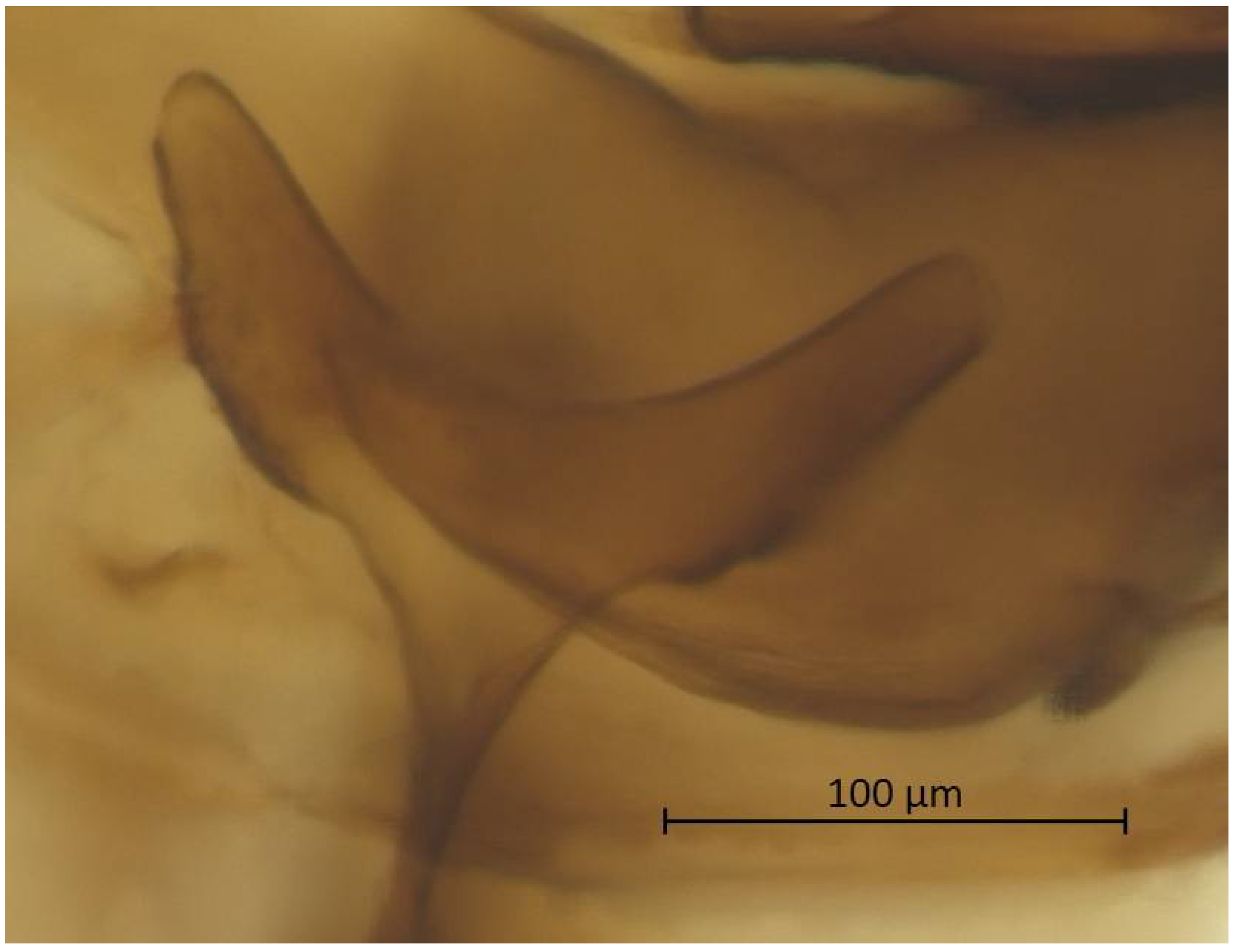 Insects 13 01104 g006