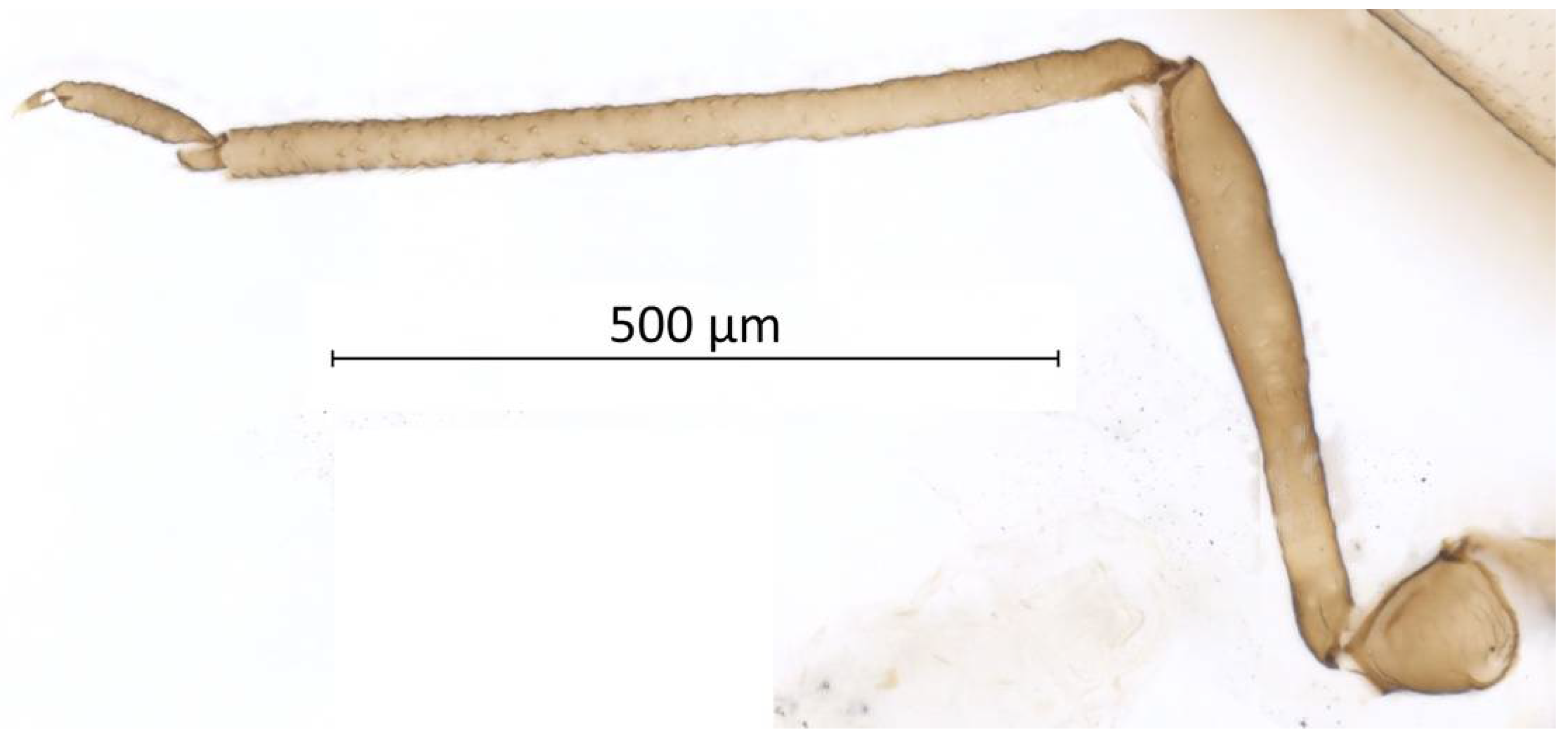 Insects 13 01104 g007