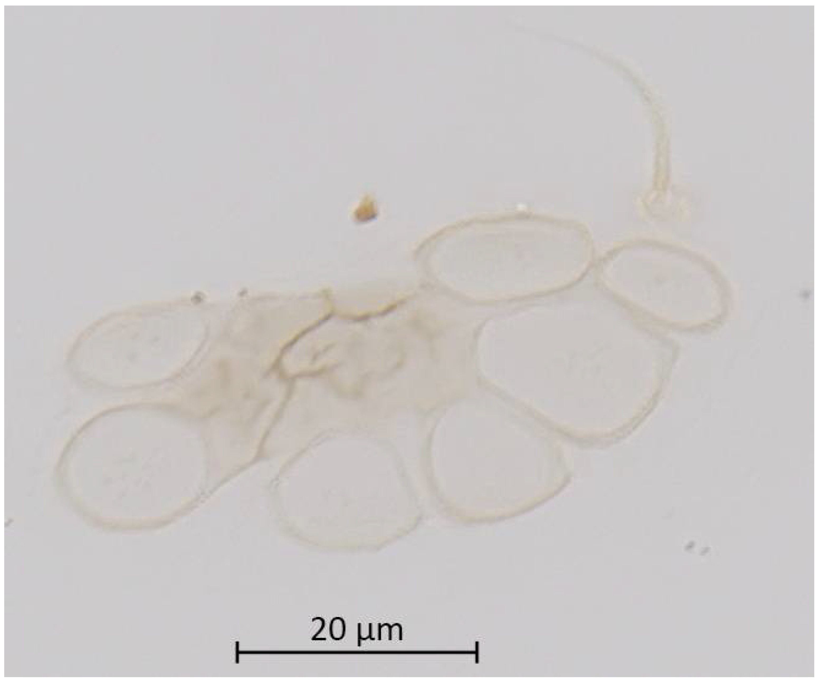 Insects 13 01104 g009