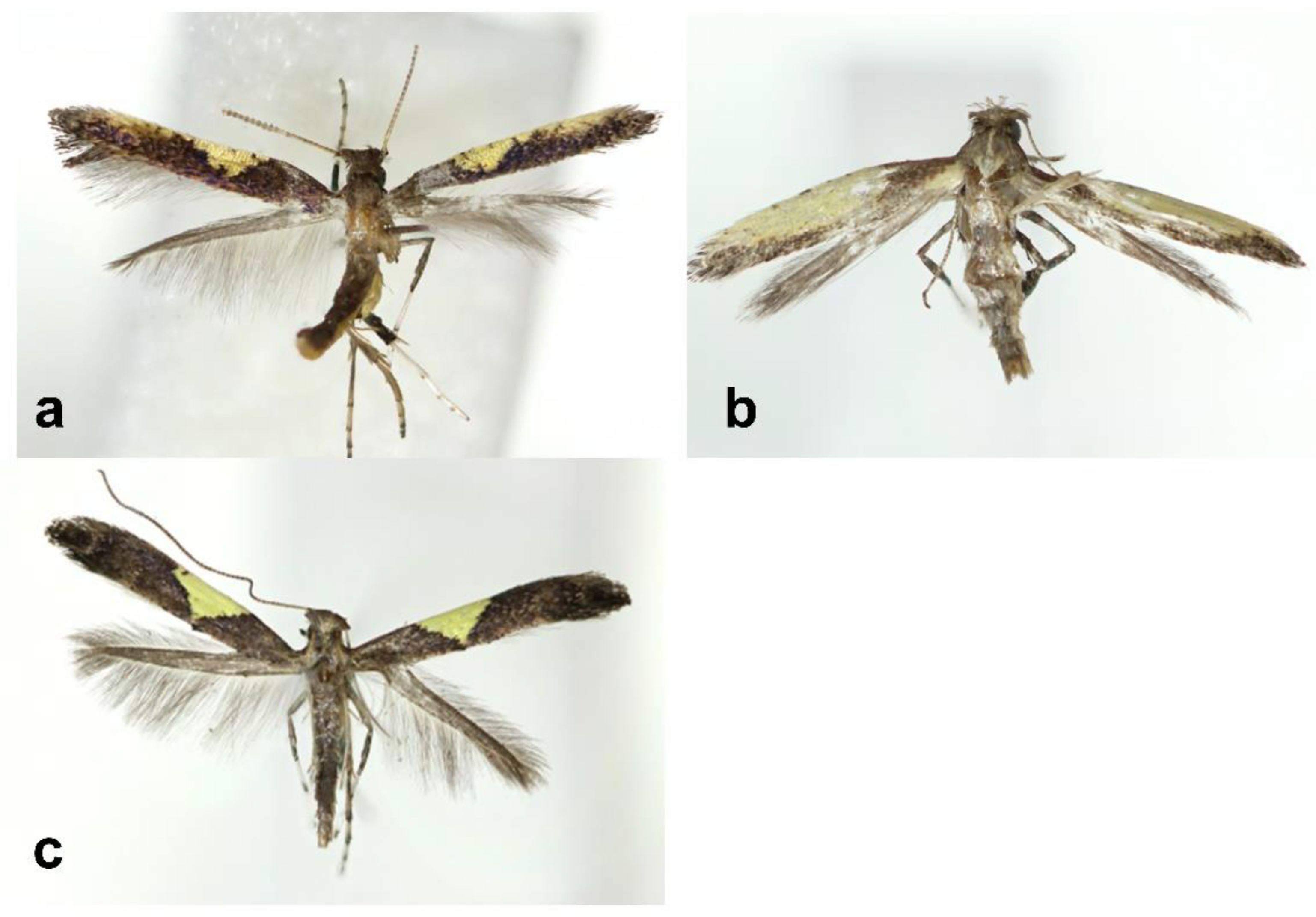 Insects 13 01107 g001