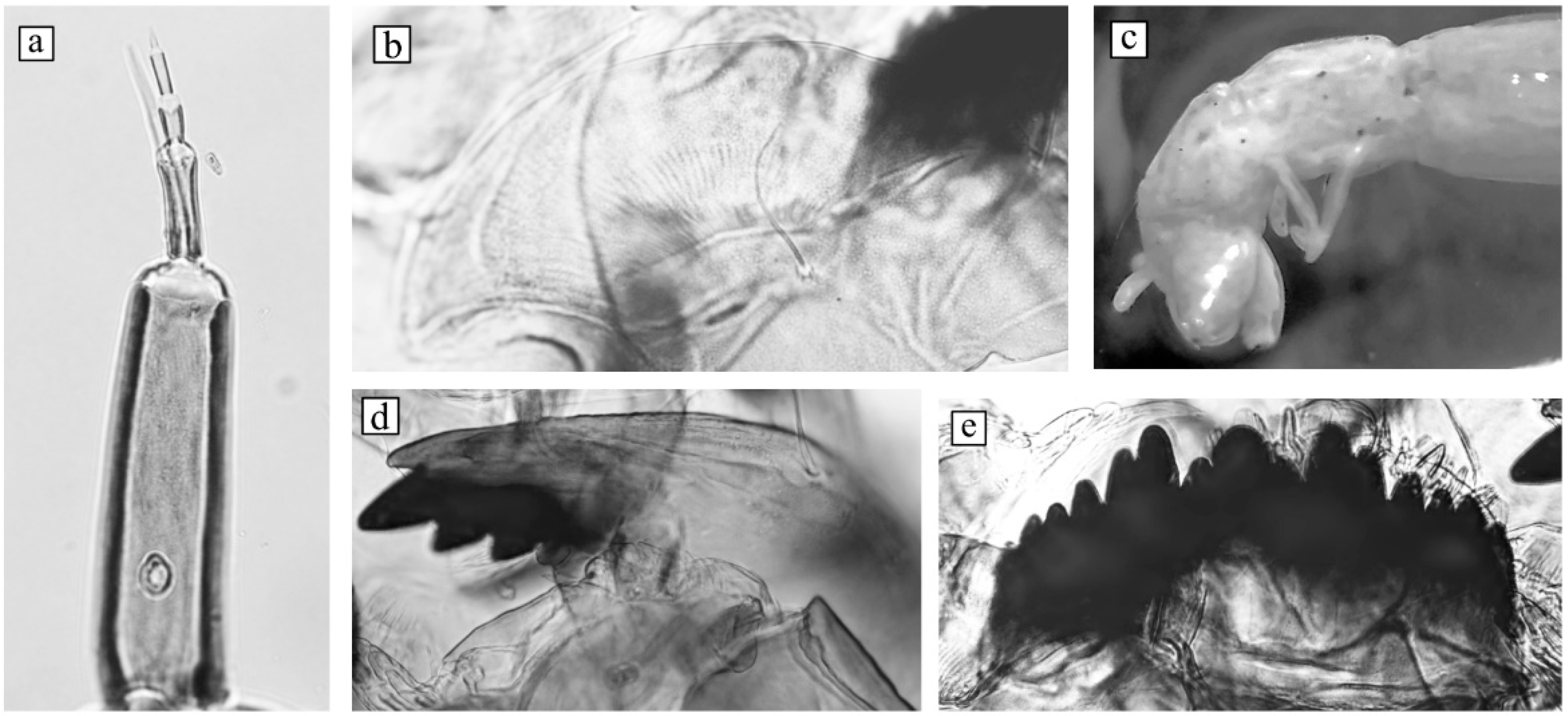 Insects 13 01112 g002 Insects 13 01112 g002