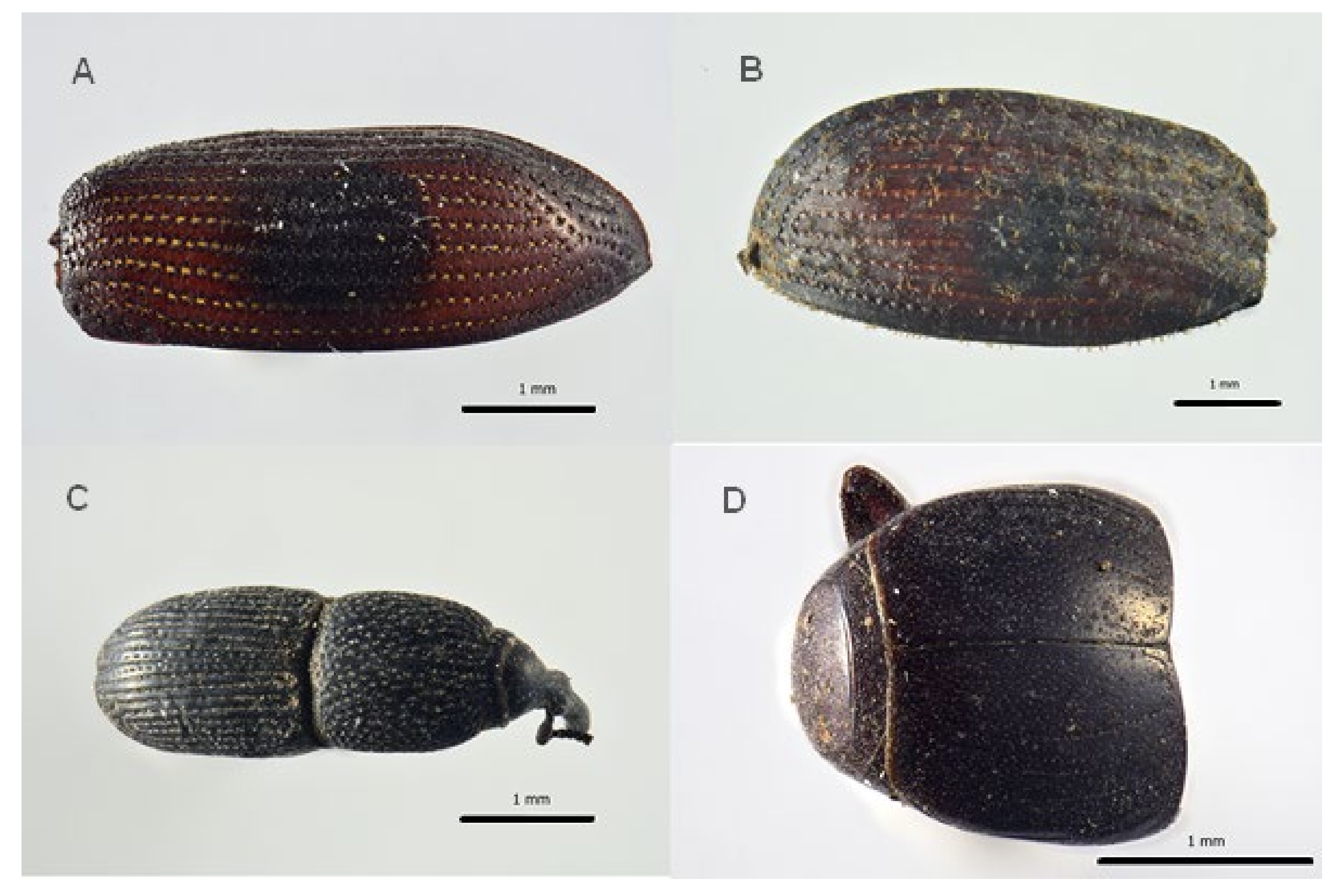 Insects 13 01113 g003