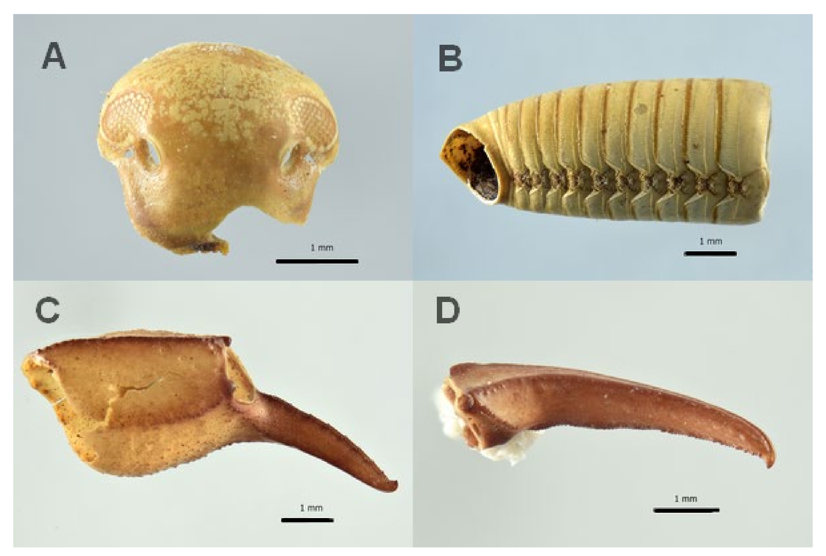 Insects 13 01113 g006