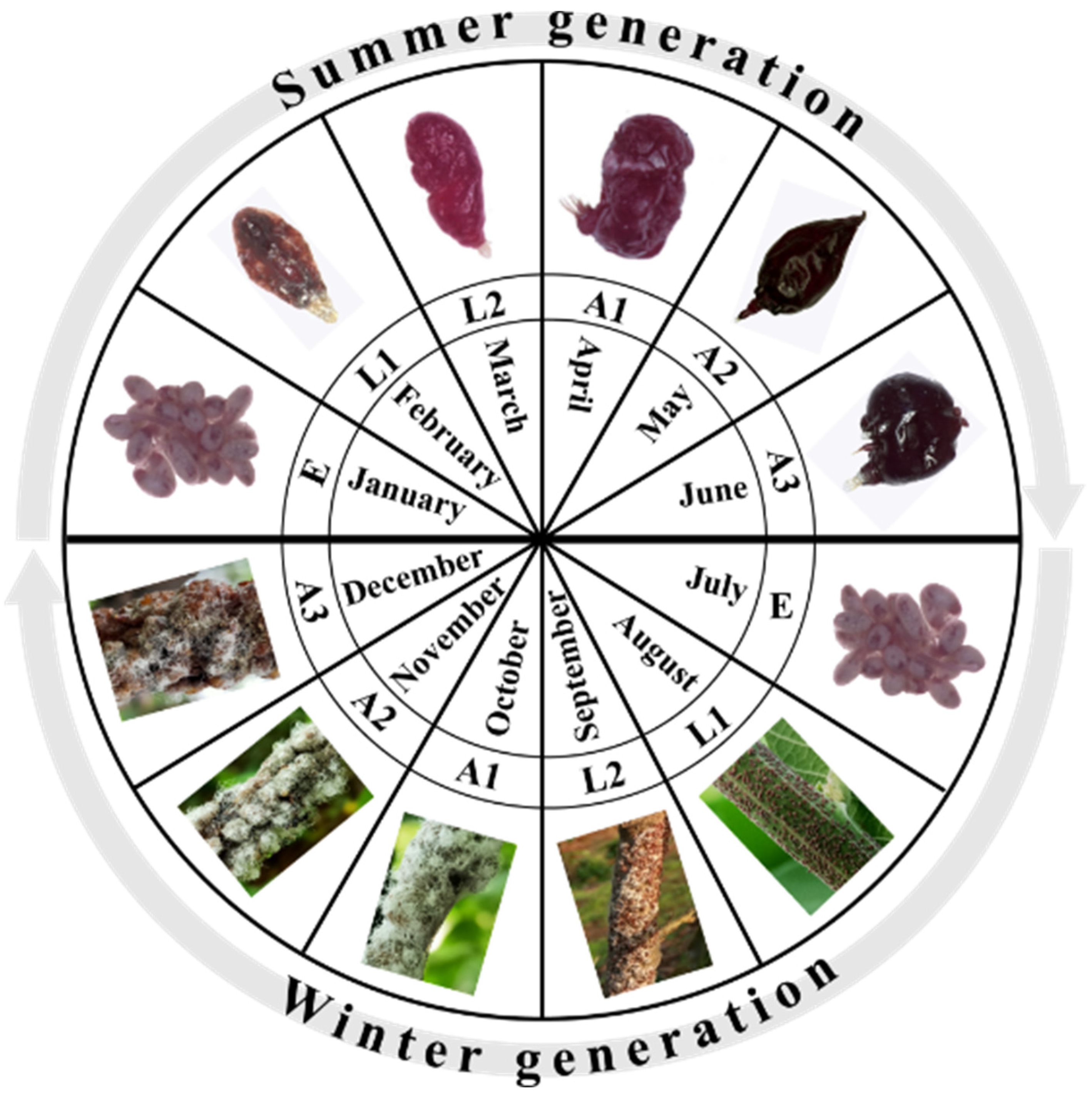 Insects 13 01117 g001