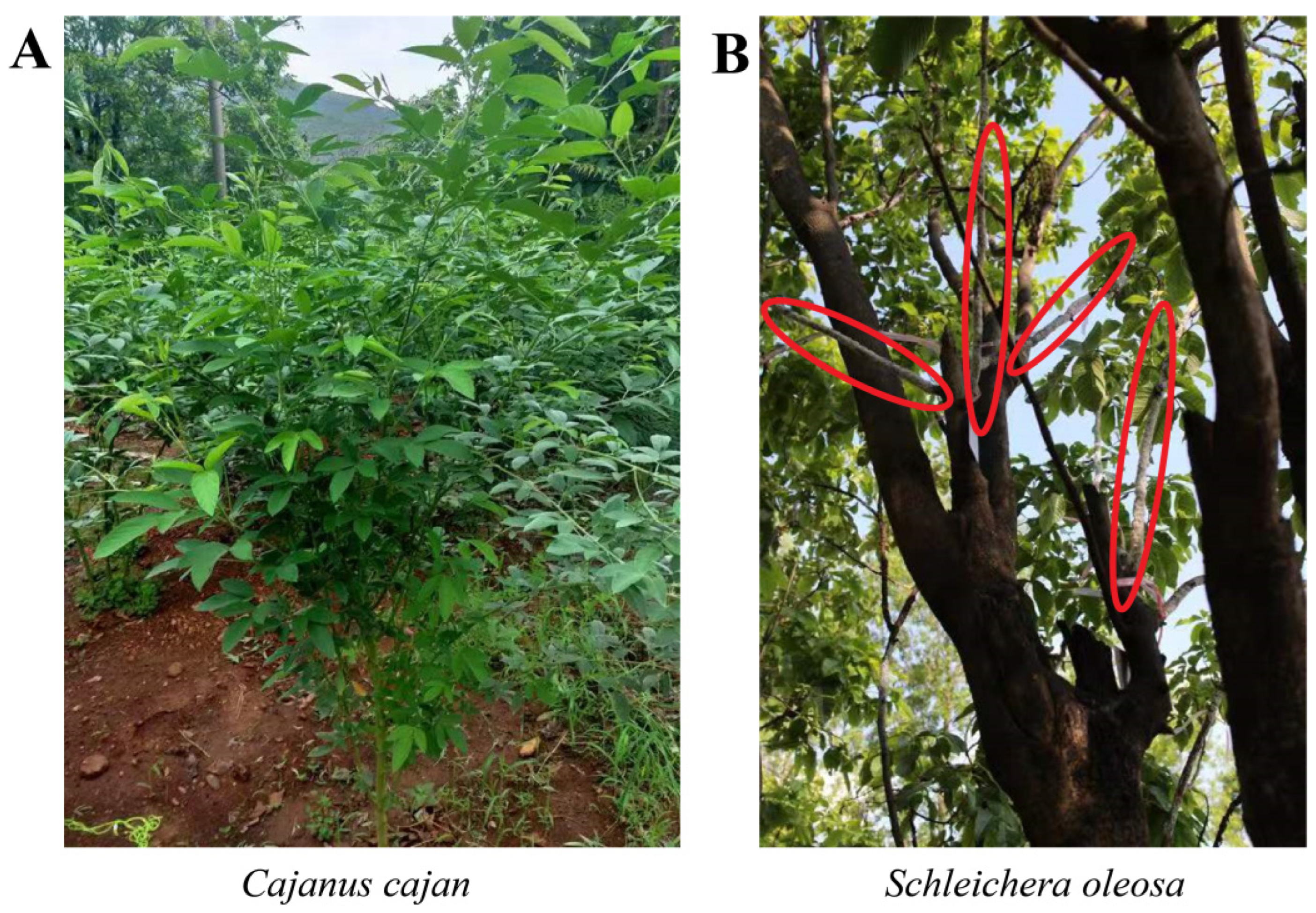 Insects 13 01117 g007