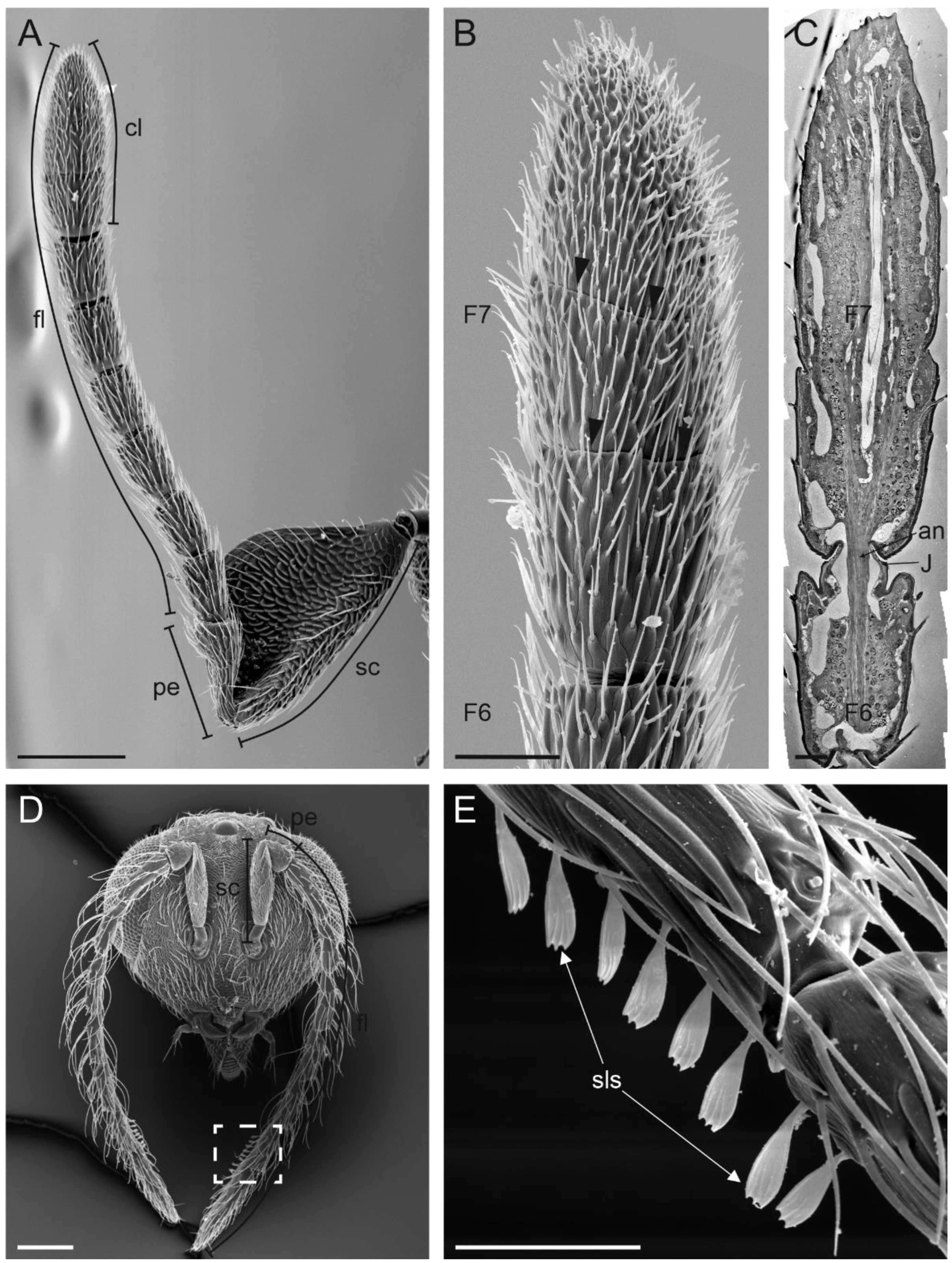 Insects 13 01138 g001