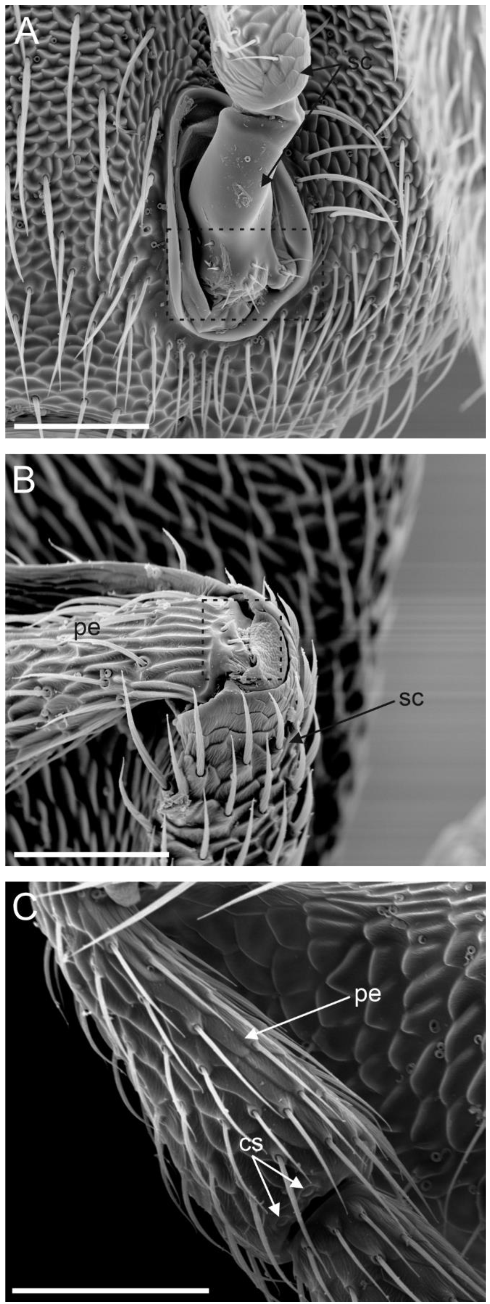 Insects 13 01138 g002
