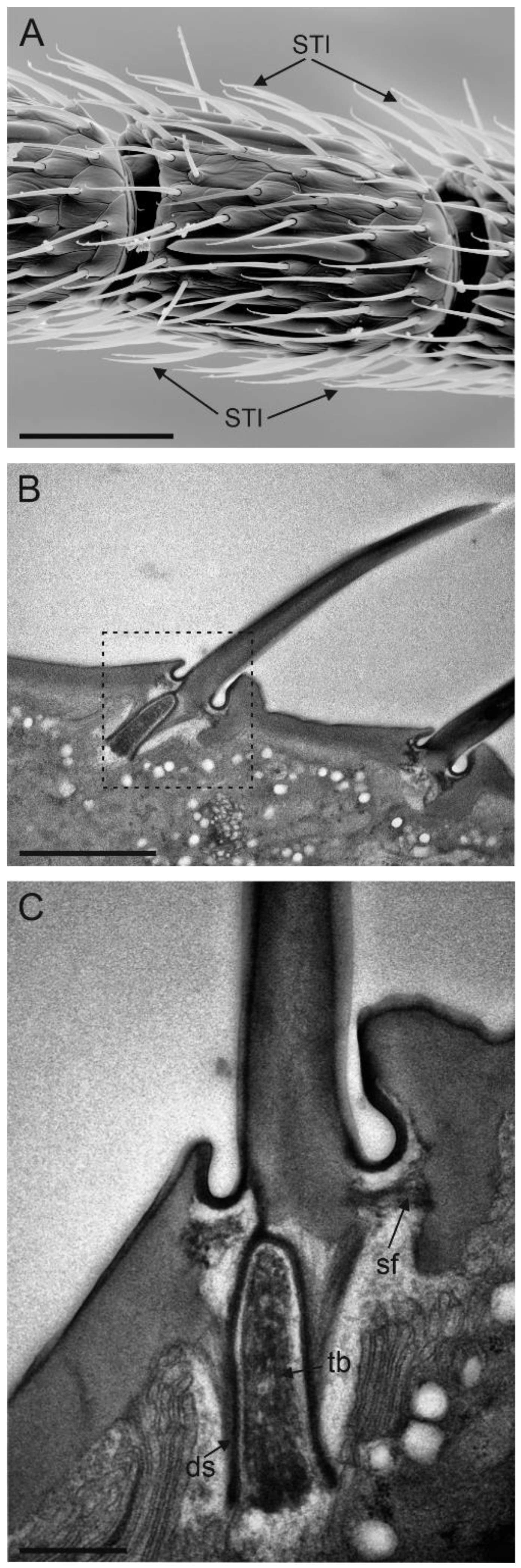 Insects 13 01138 g004