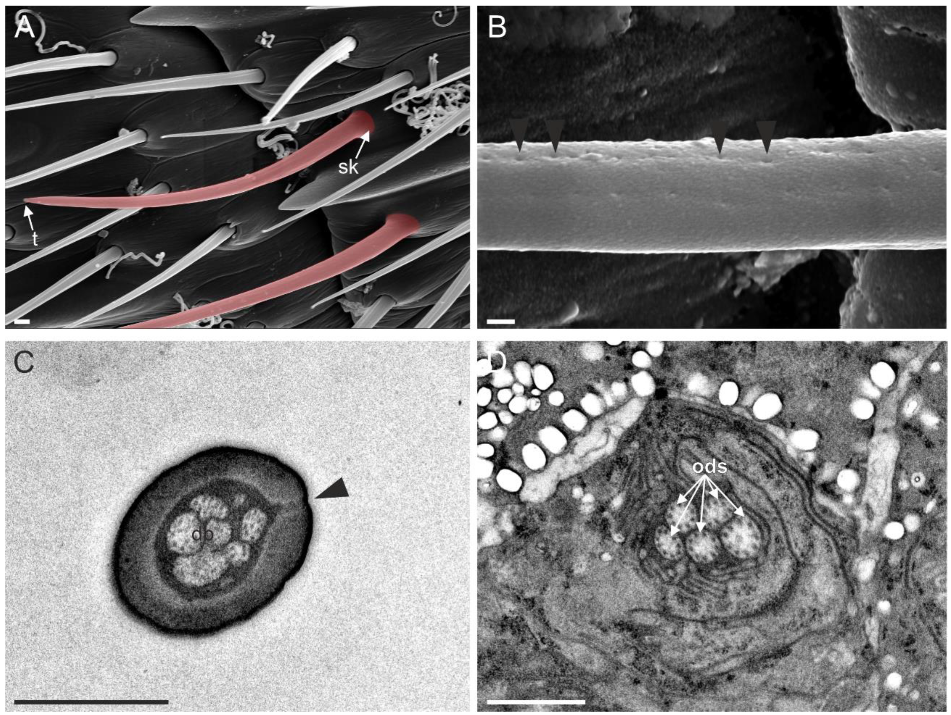 Insects 13 01138 g005