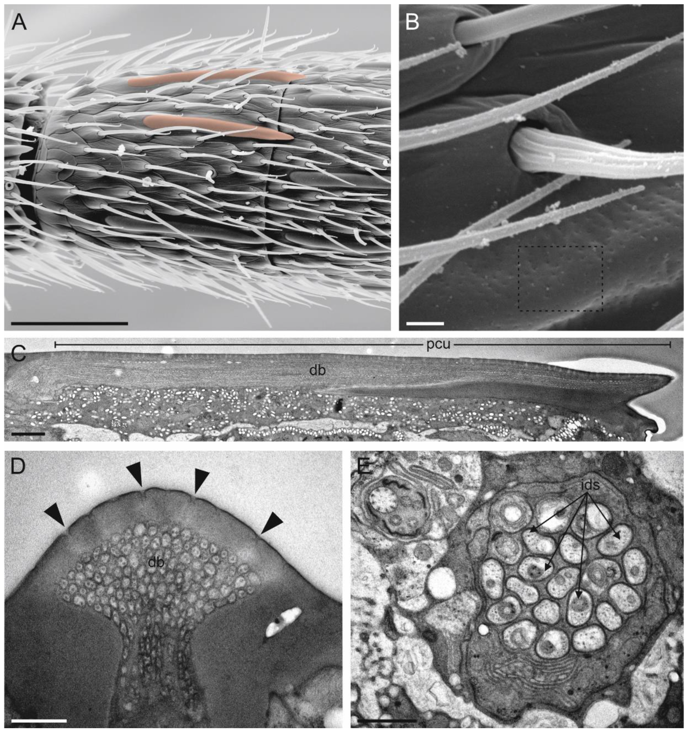 Insects 13 01138 g006