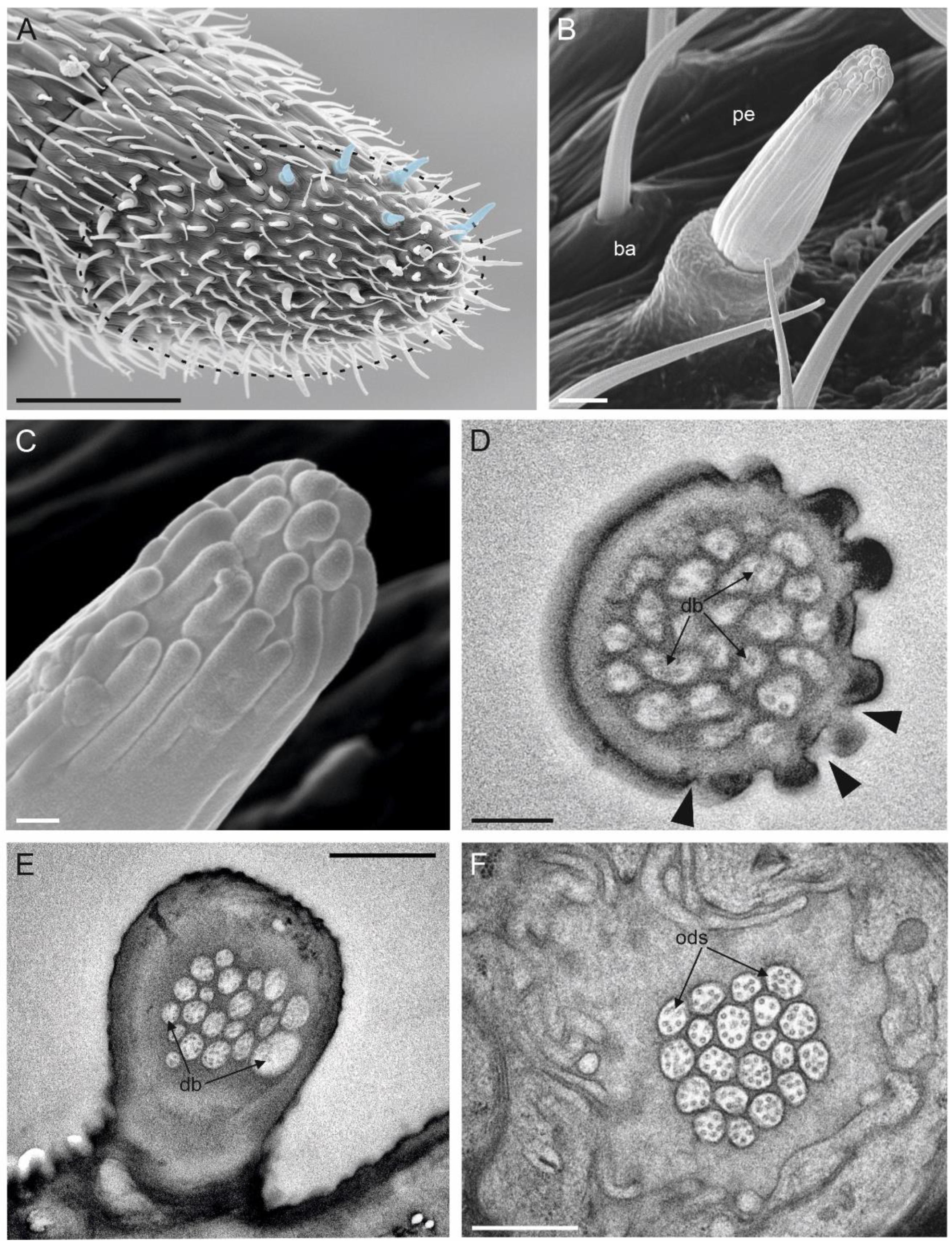 Insects 13 01138 g007