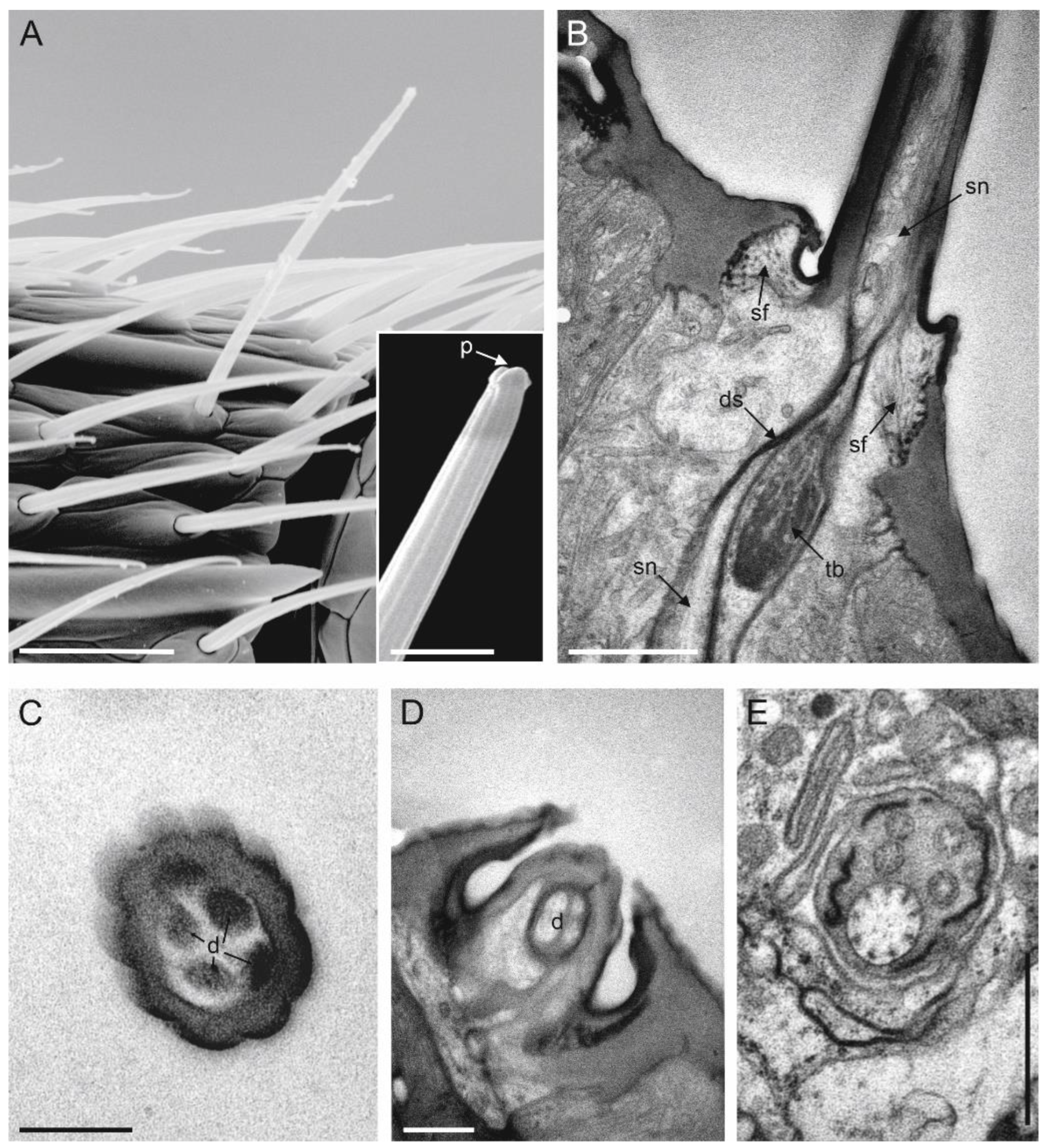 Insects 13 01138 g008