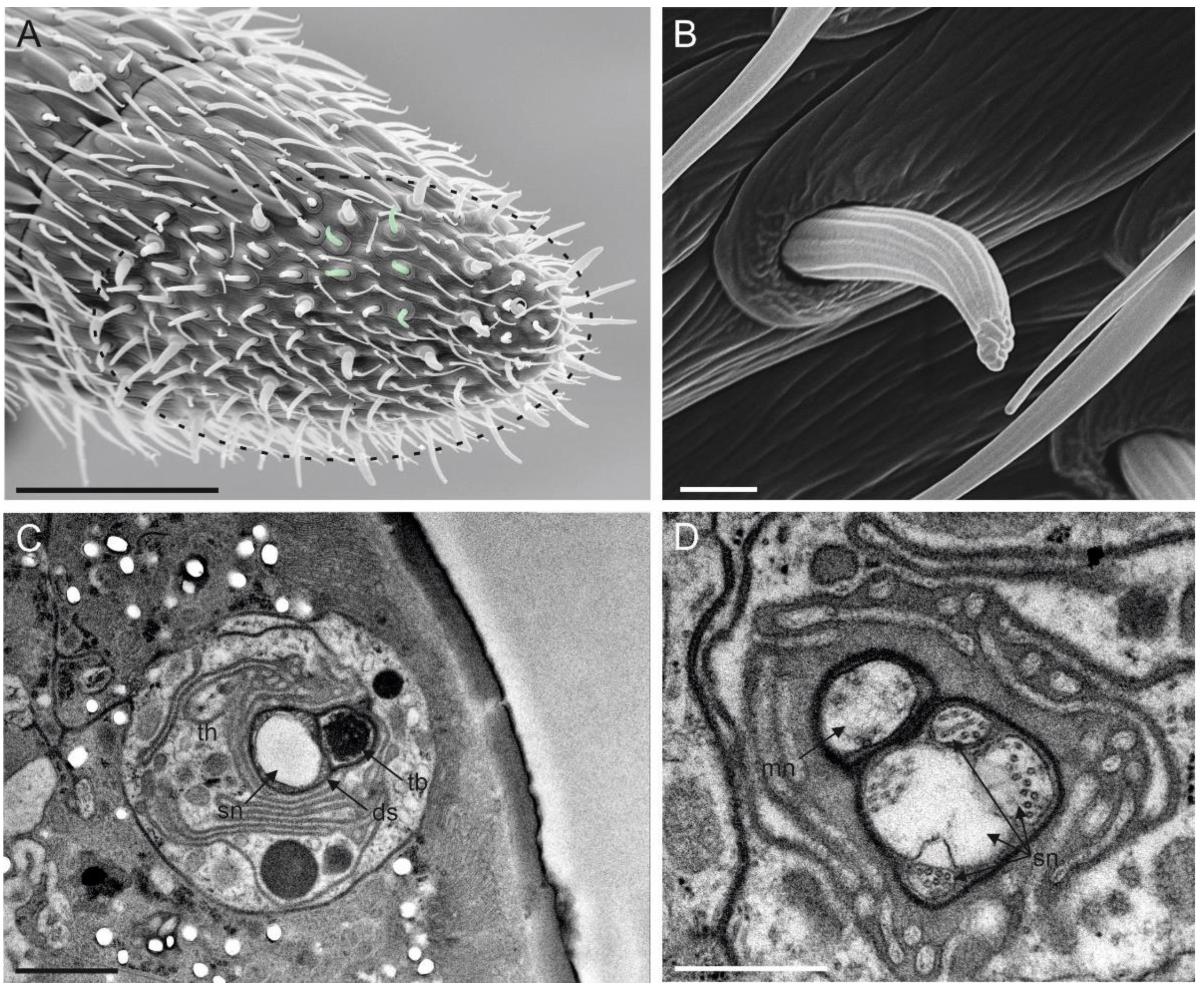 Insects 13 01138 g009