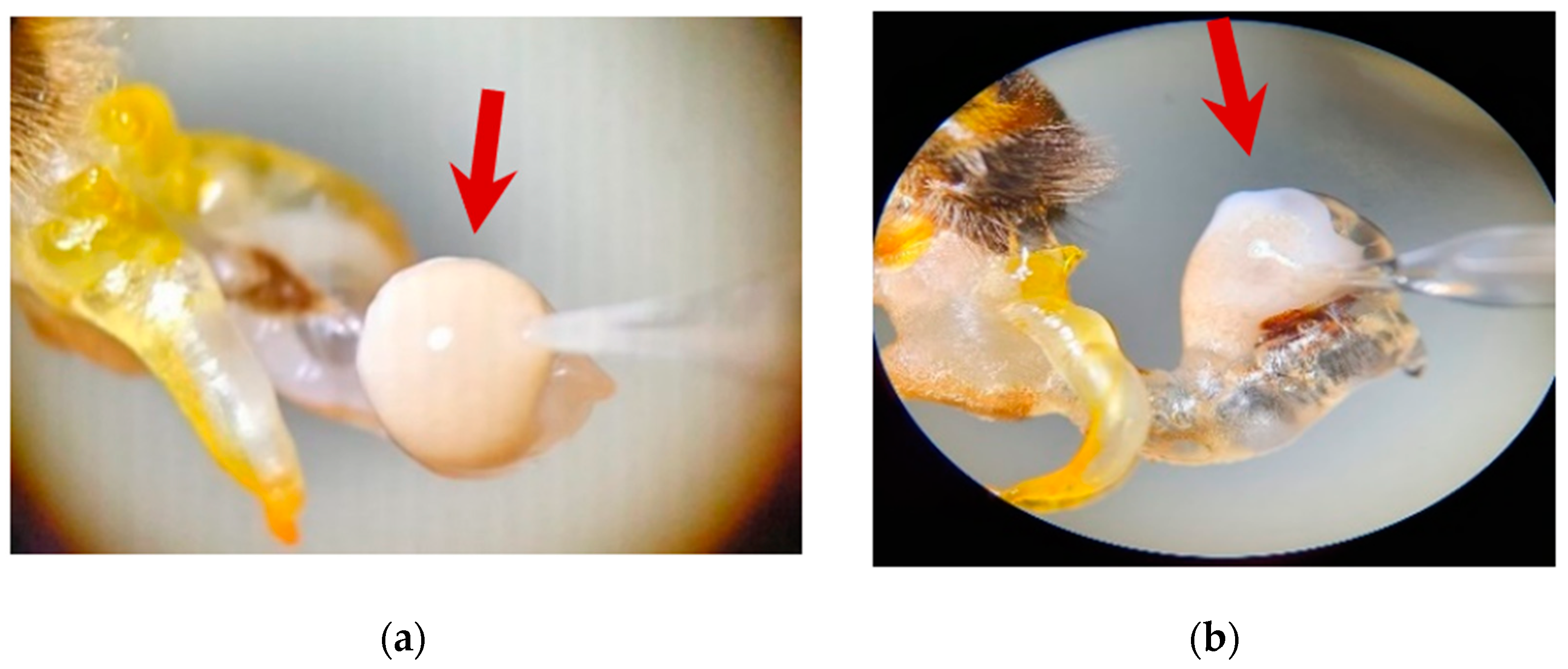 Insects 13 01141 g001