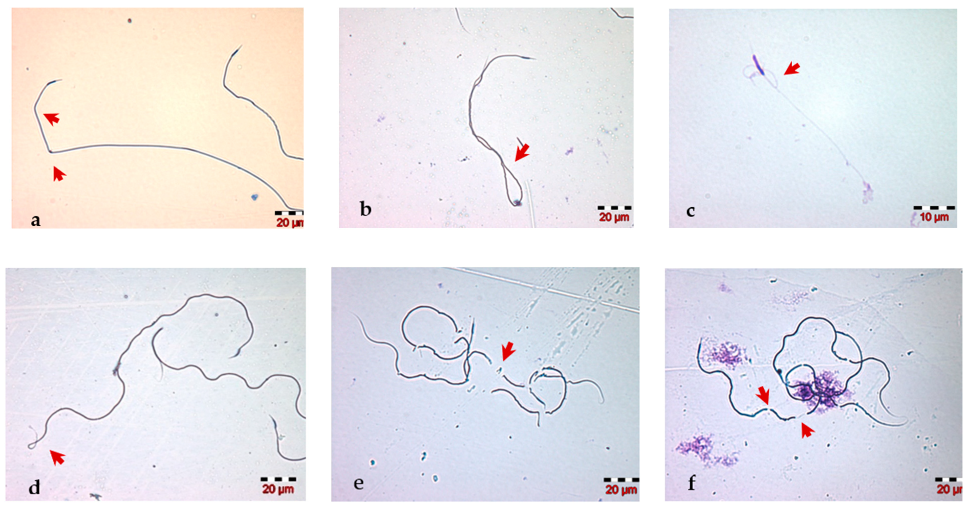 Insects 13 01141 g004